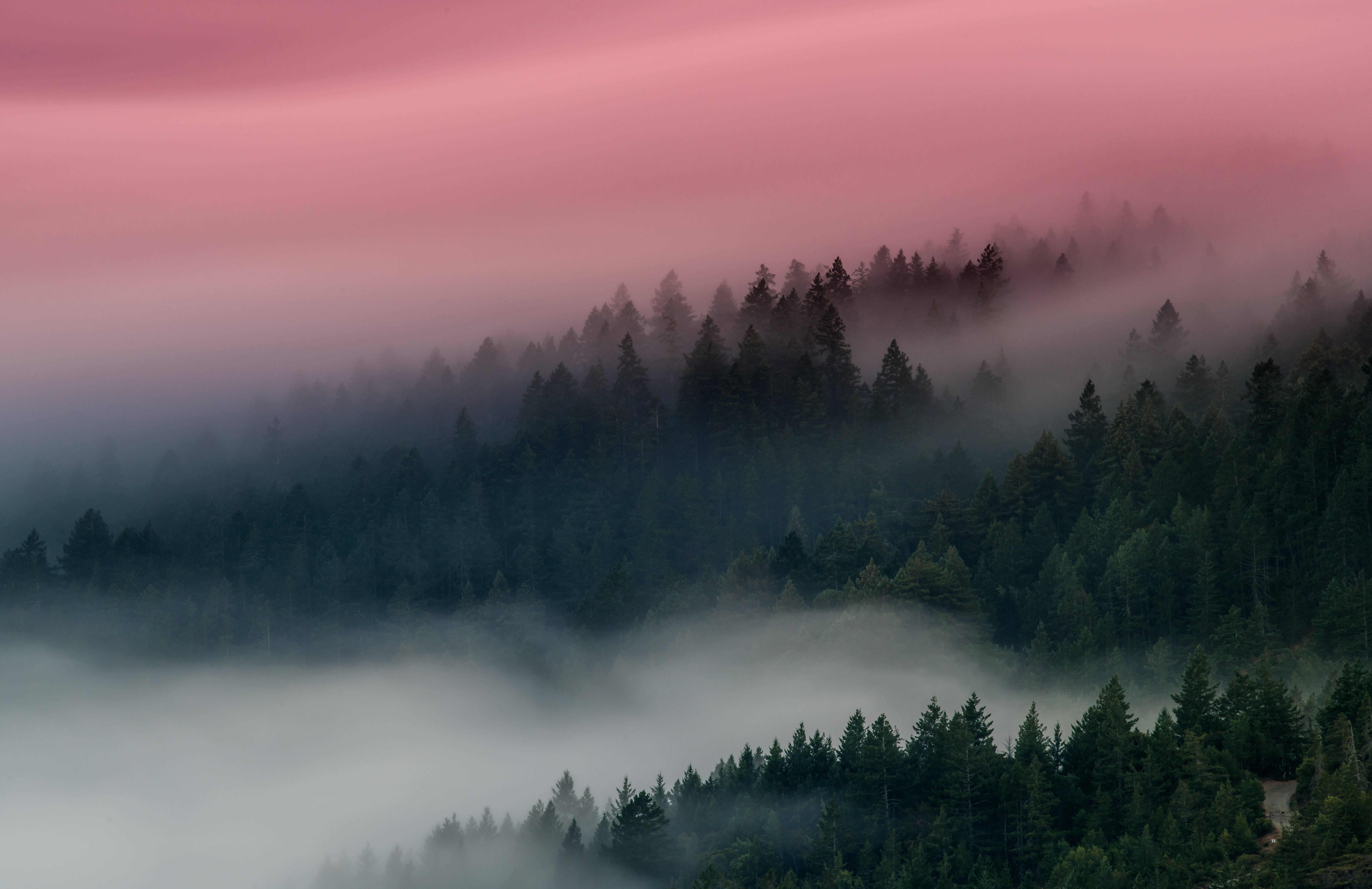 Tåkete skog med rosa himmel Bakgrunner
