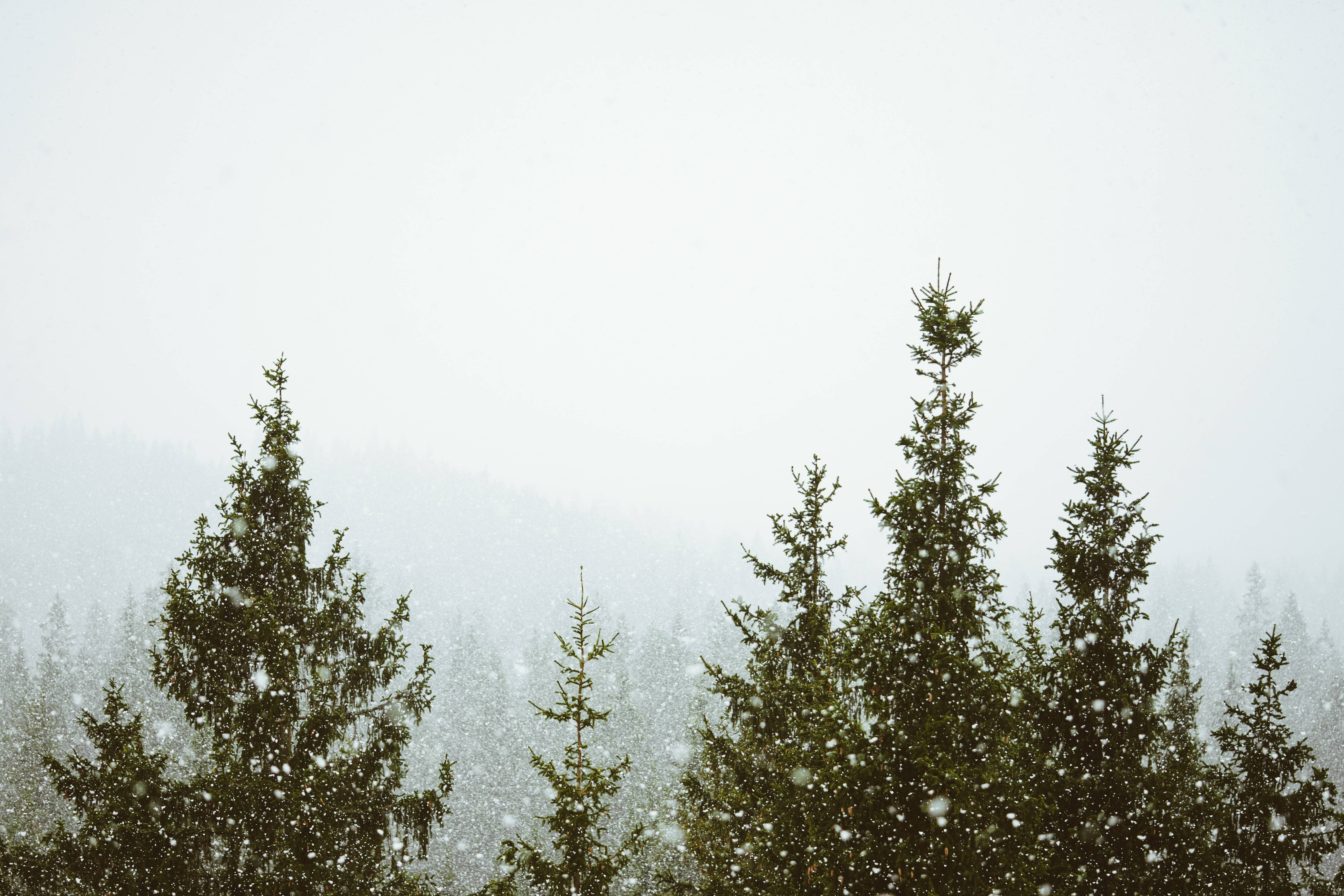 Tåkete skog med snøfall Bakgrunner