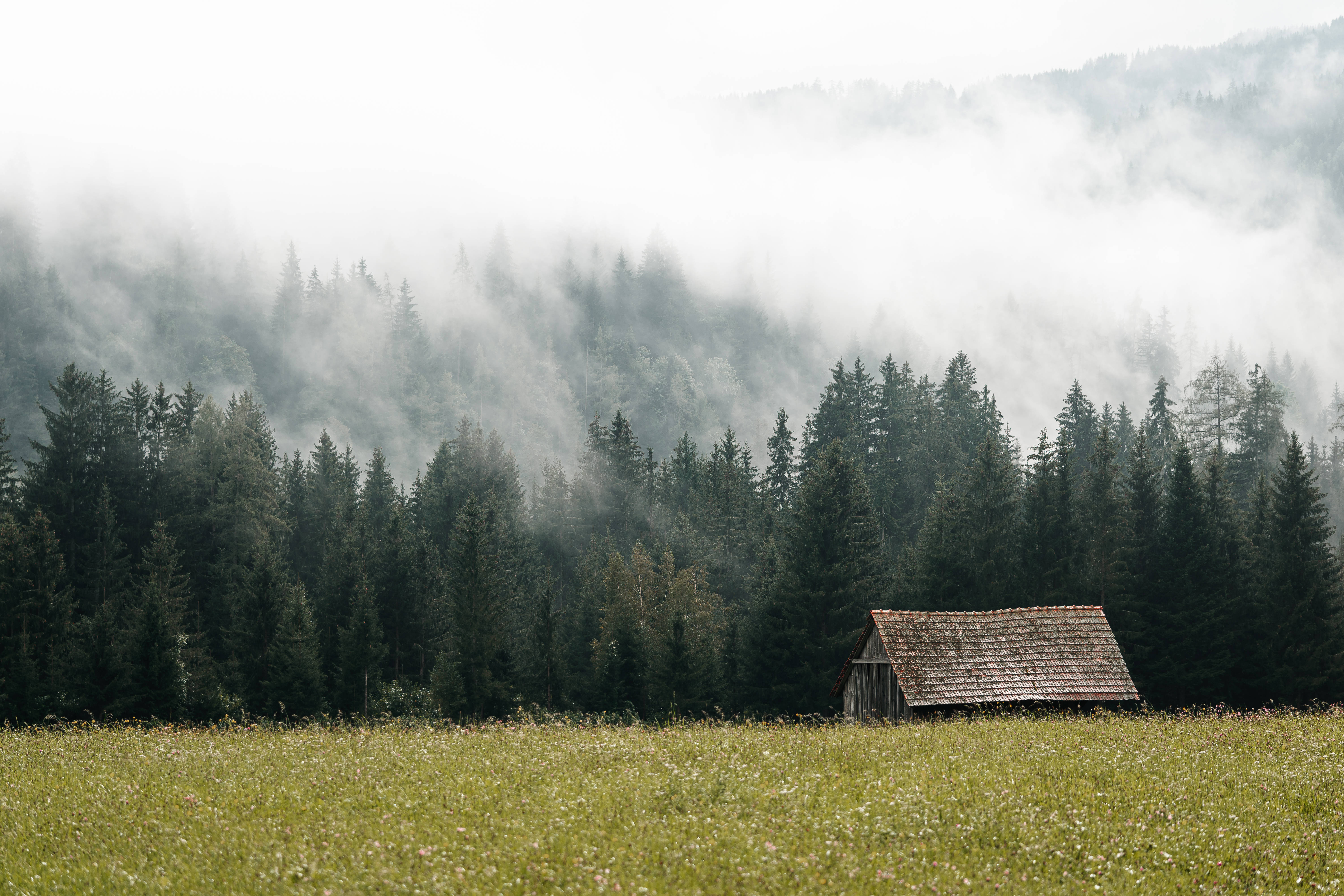 Tåkete skog og låve Bakgrunner