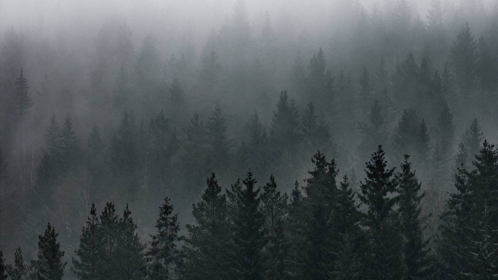 Tåkete skogutsikt Bakgrunner