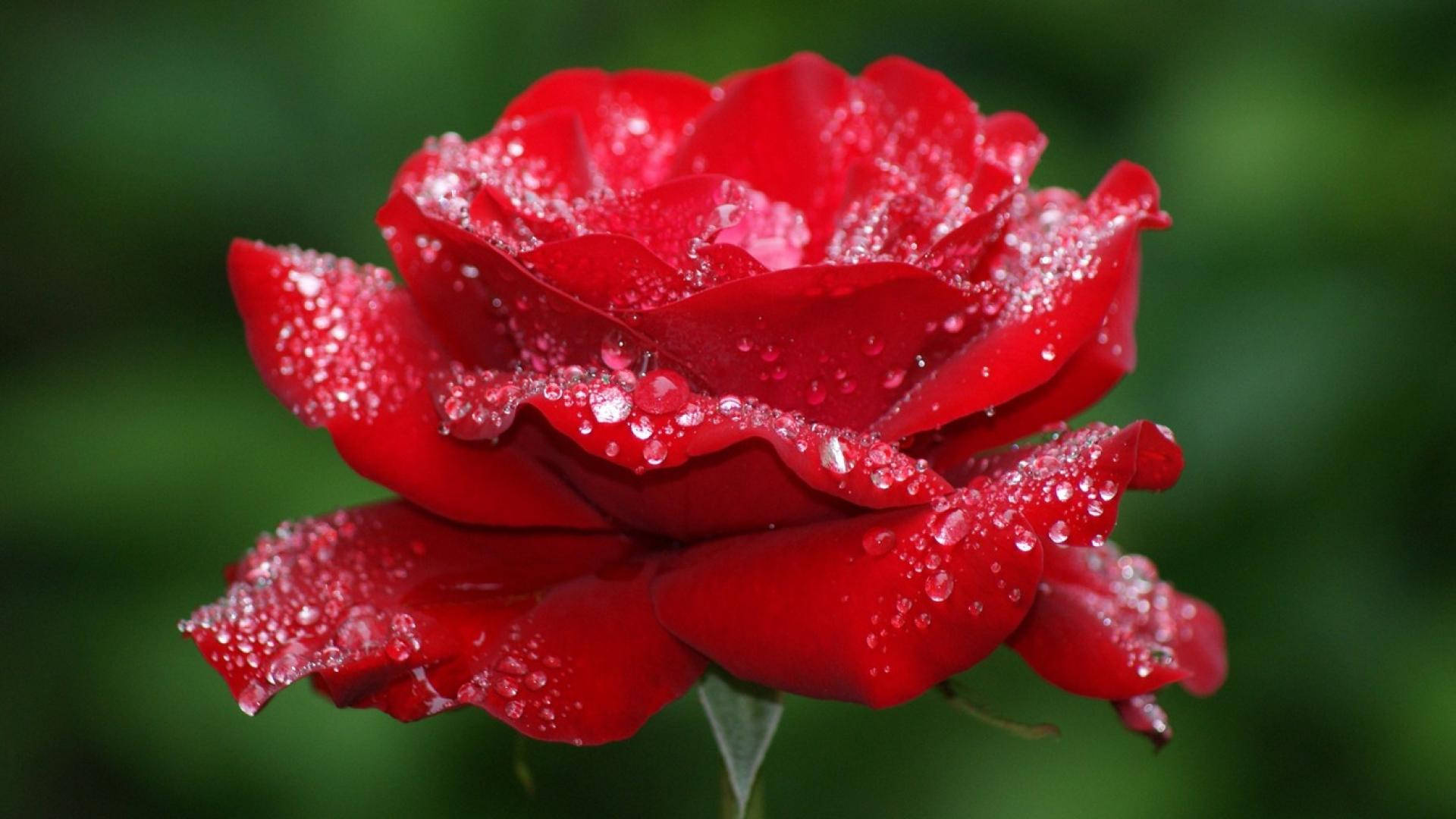 Tåkete vakker roseblomst Bakgrunner