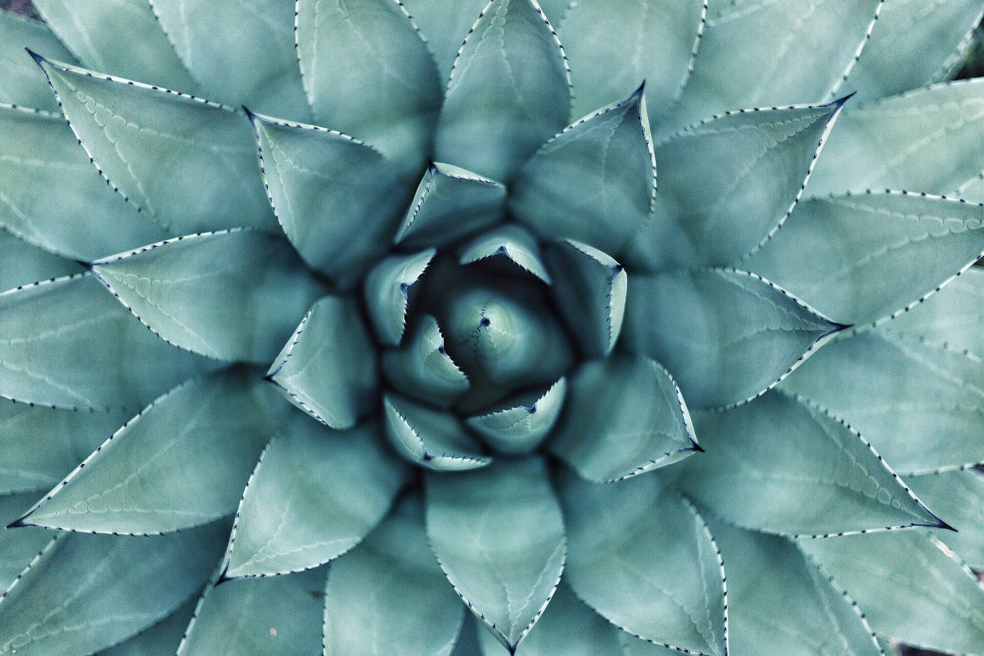 Teal Succulent Plante bakgrunnsbilde — Blå estetisk GIF Bakgrunner