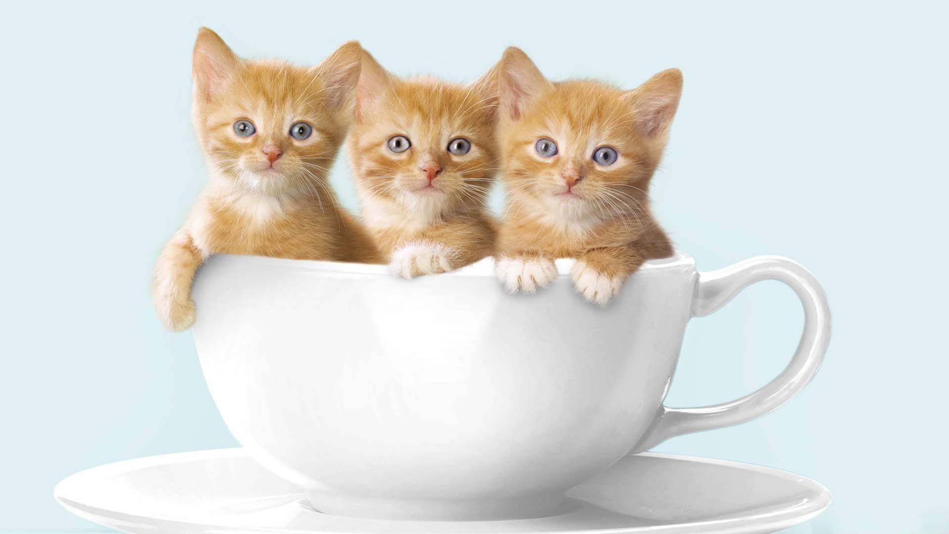 Tekst: Koselig katt som koser seg i en kaffekopp Bakgrunner