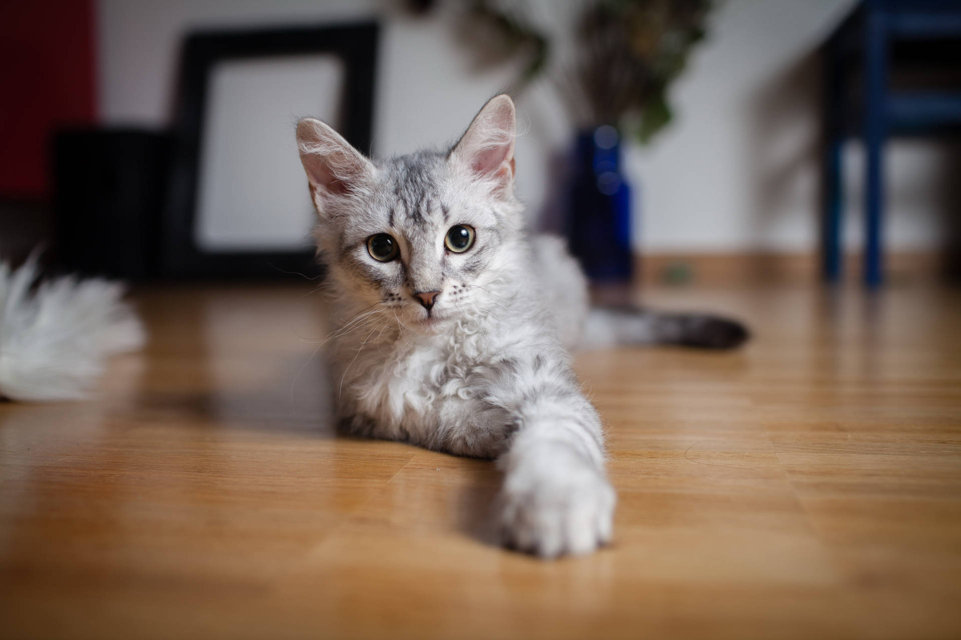 Grå katt med grønne øyne og lodden pels på gulvet som strekker labbene mot deg. Søte dyr.