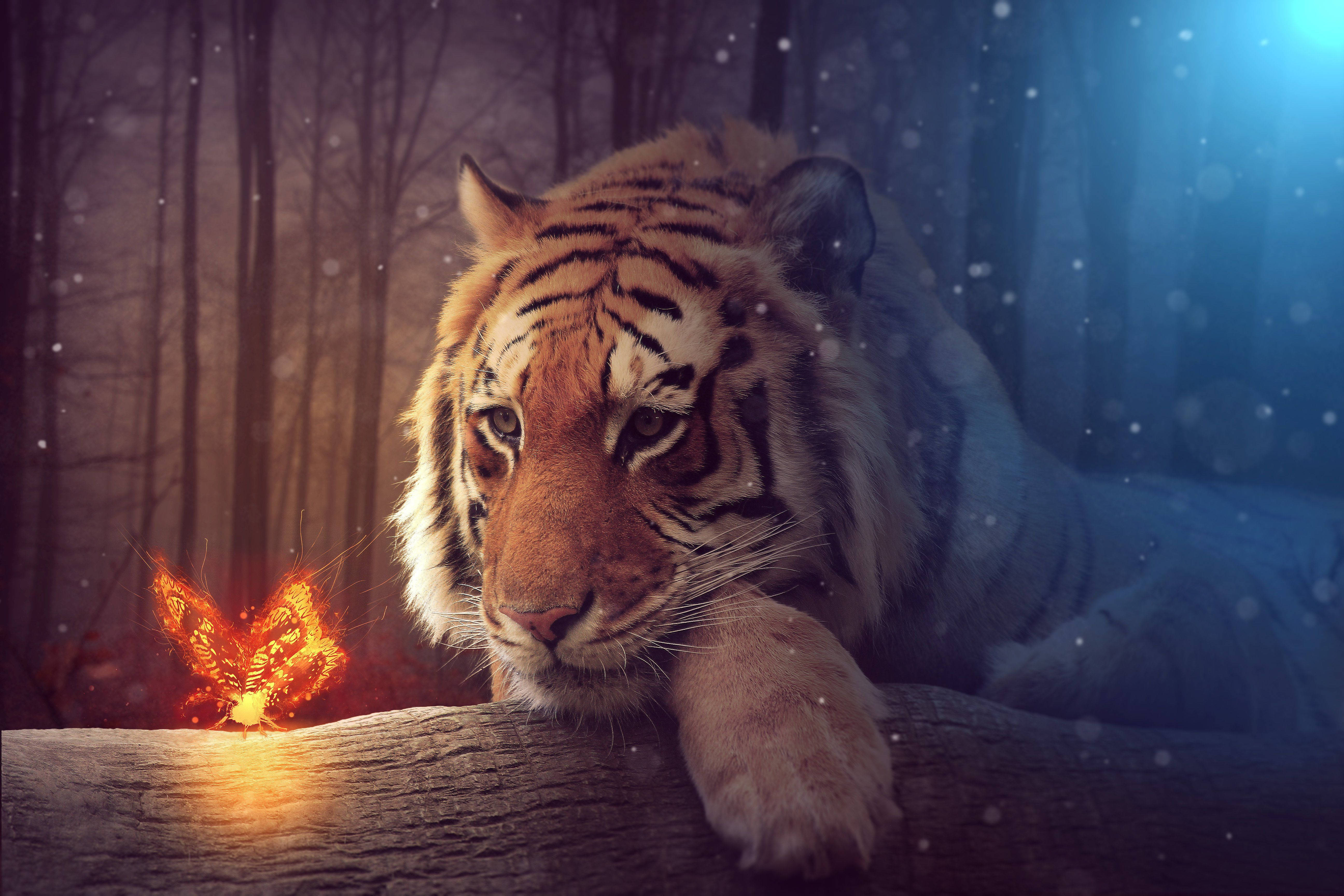 Tiger og glødende sommerfugl Bakgrunner