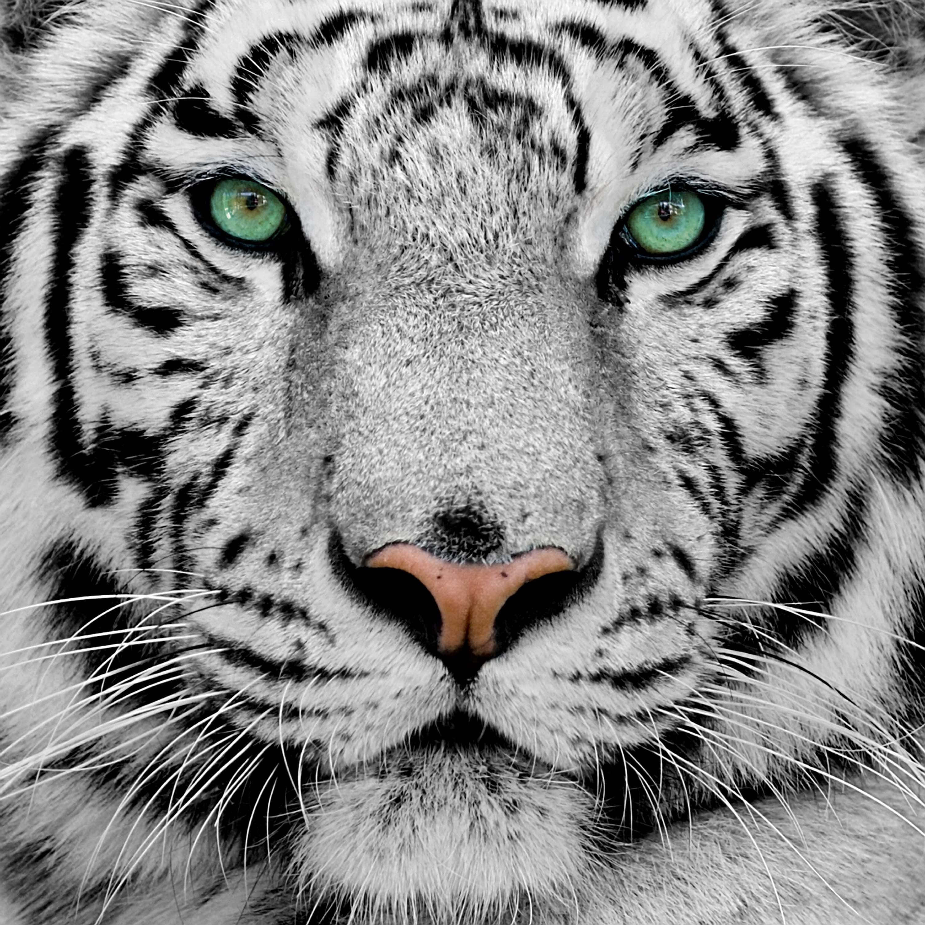 Tigeransikt med cyan øye Bakgrunner