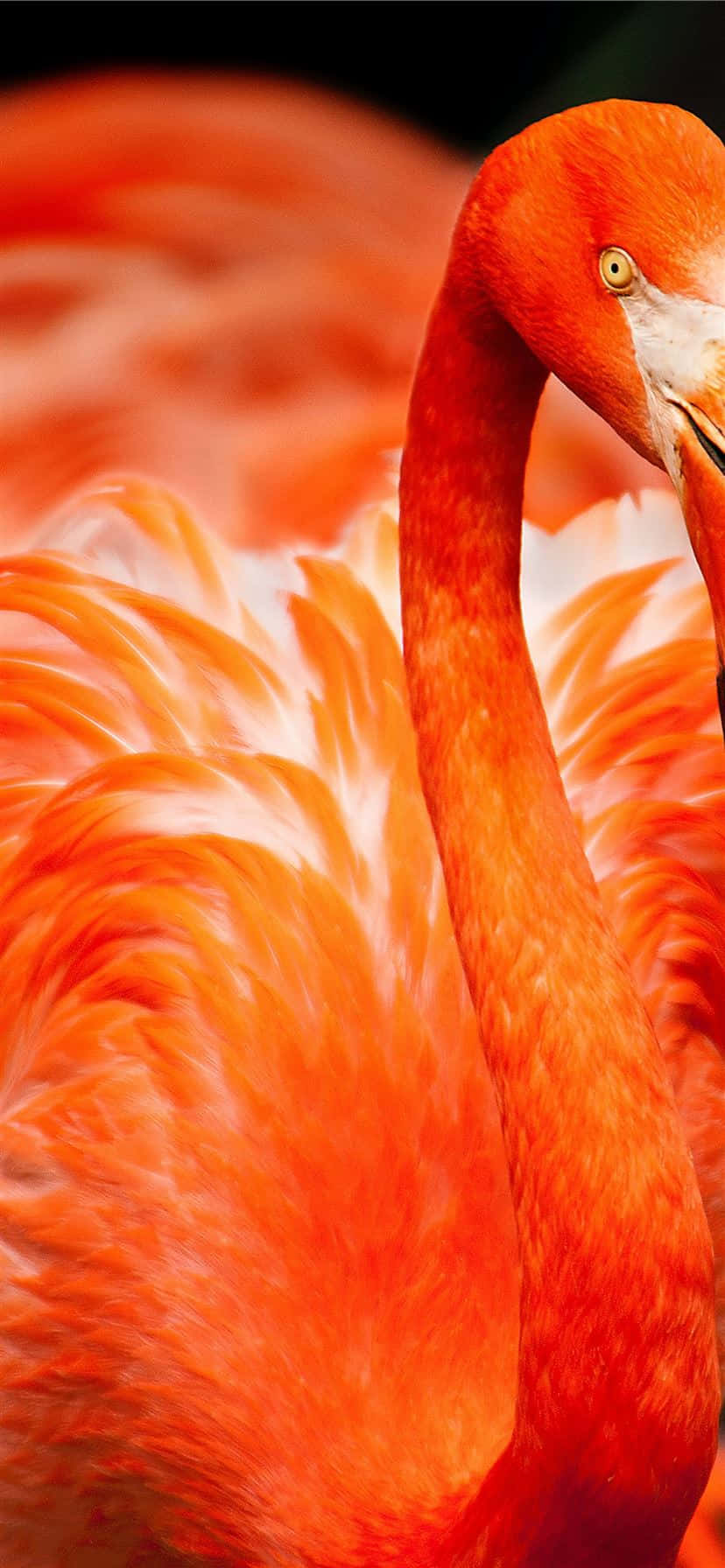 Tilbring tid i paradis med dette unike fotografiet av en flamingo på dagtid Bakgrunner