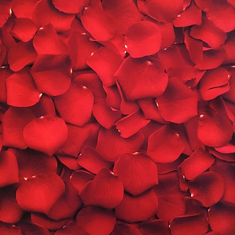 Tilsett et fargerikt preg i livet ditt med Red Aesthetic Bakgrunner