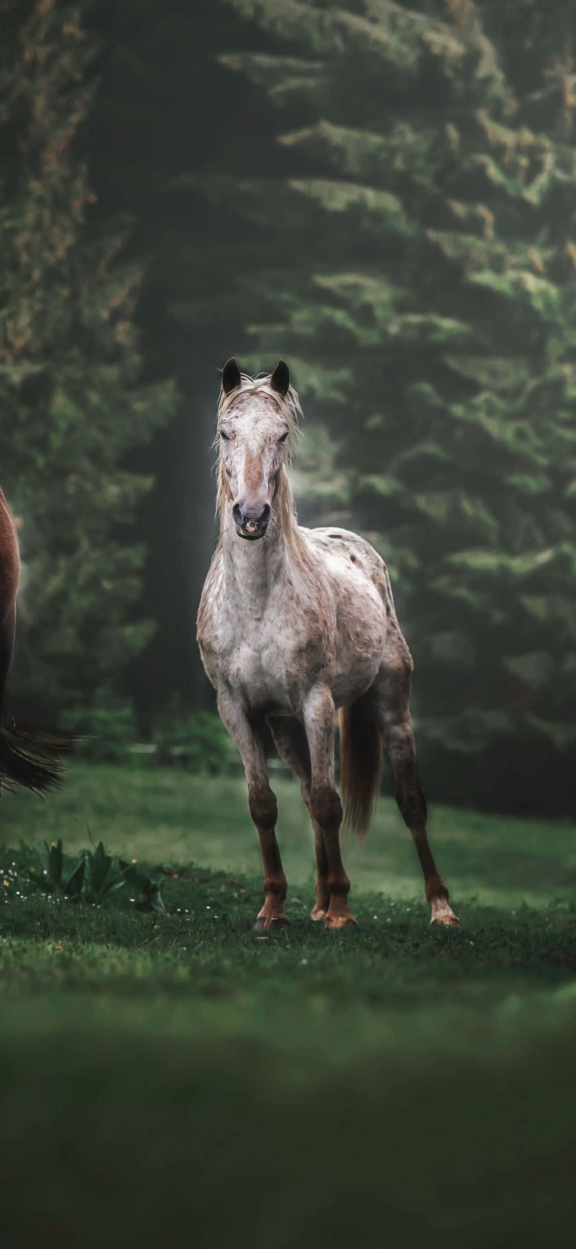 to hester som står på et jorde Bakgrunner