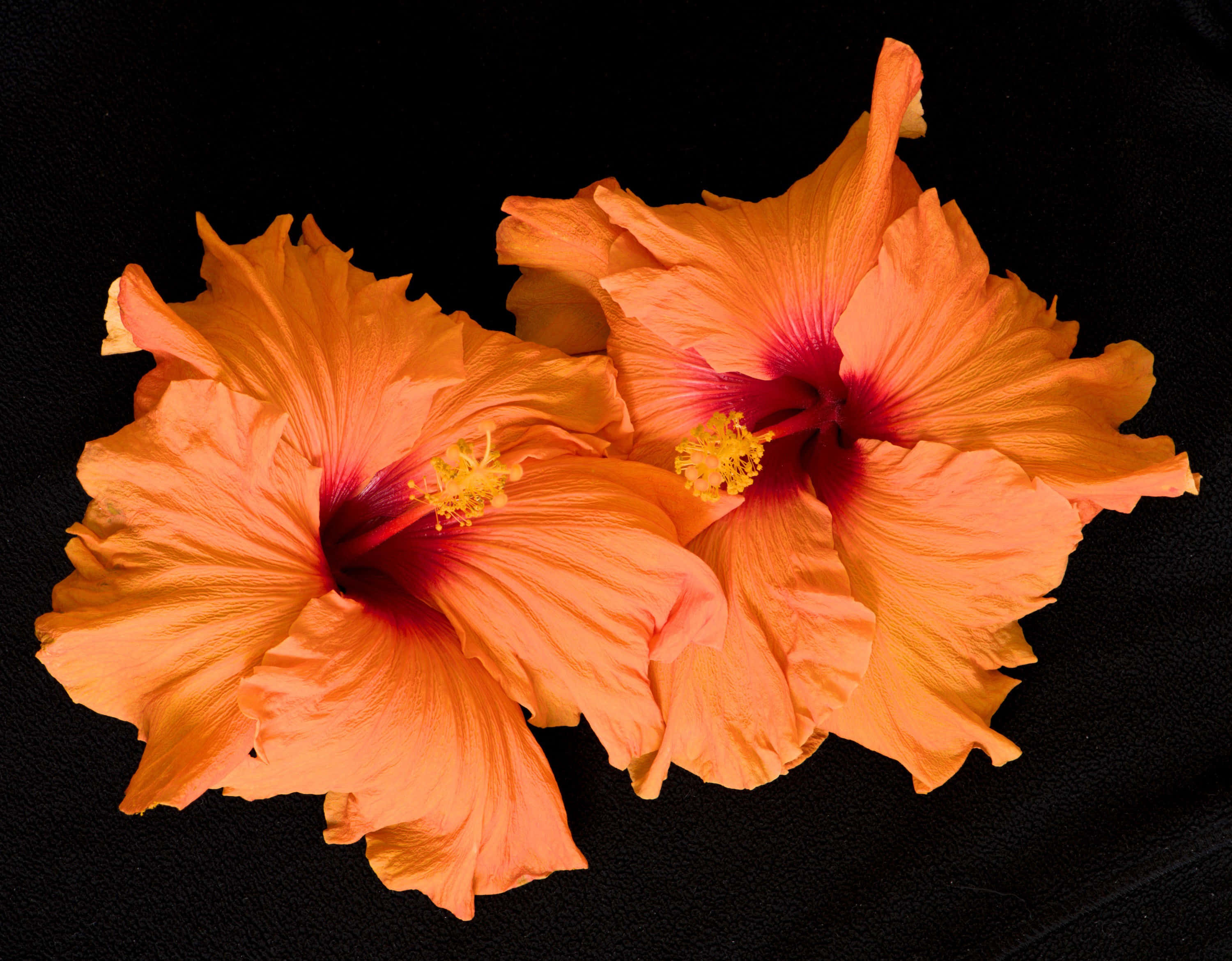 To oransje hibiskusblomster Bakgrunner