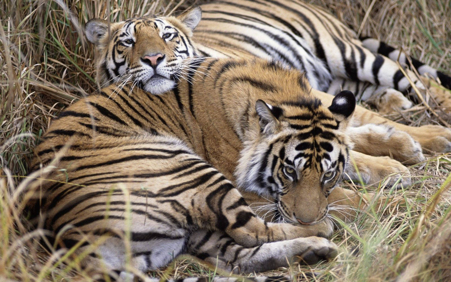 To tigre som ligger på tørt gress som bakgrunnsbilde