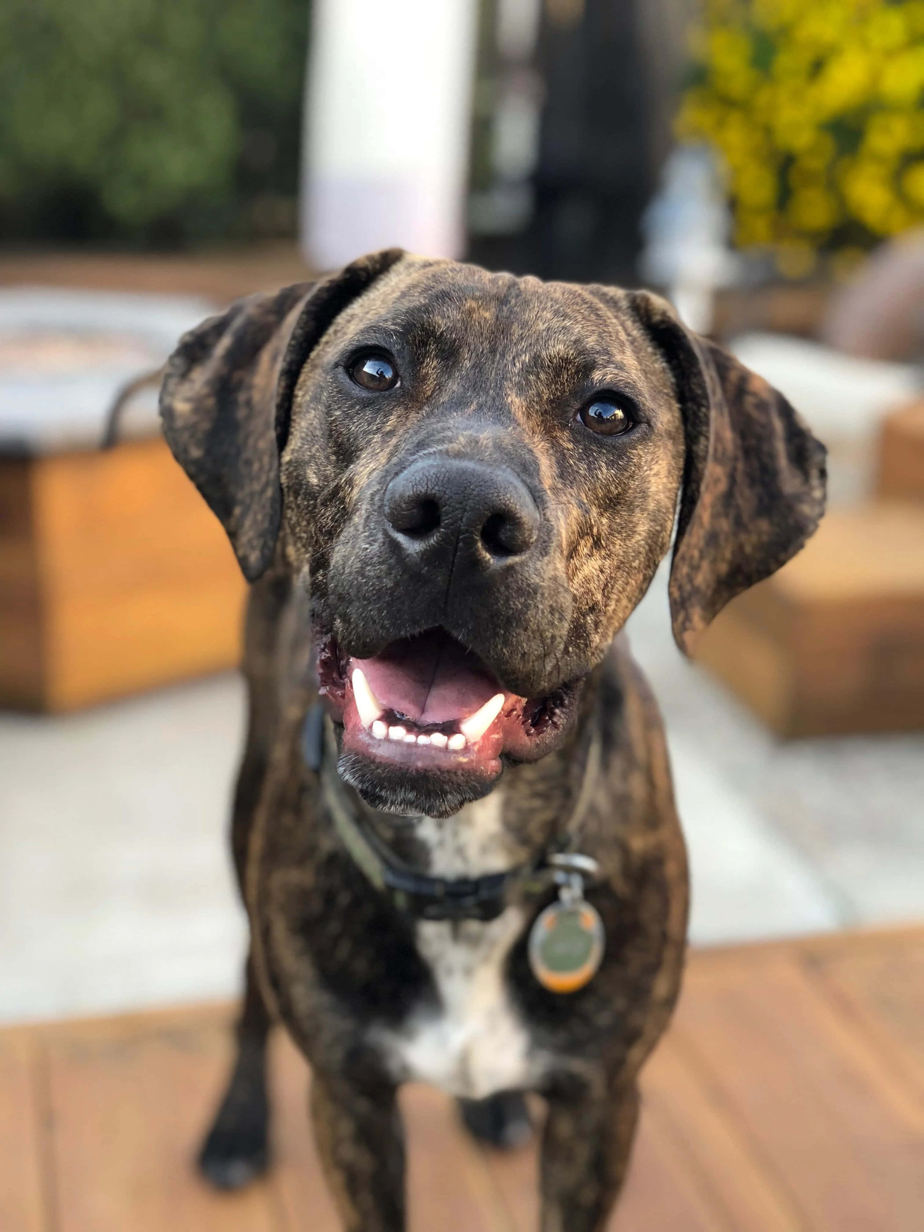 Tøff og lojal Catahoula-hund Bakgrunner