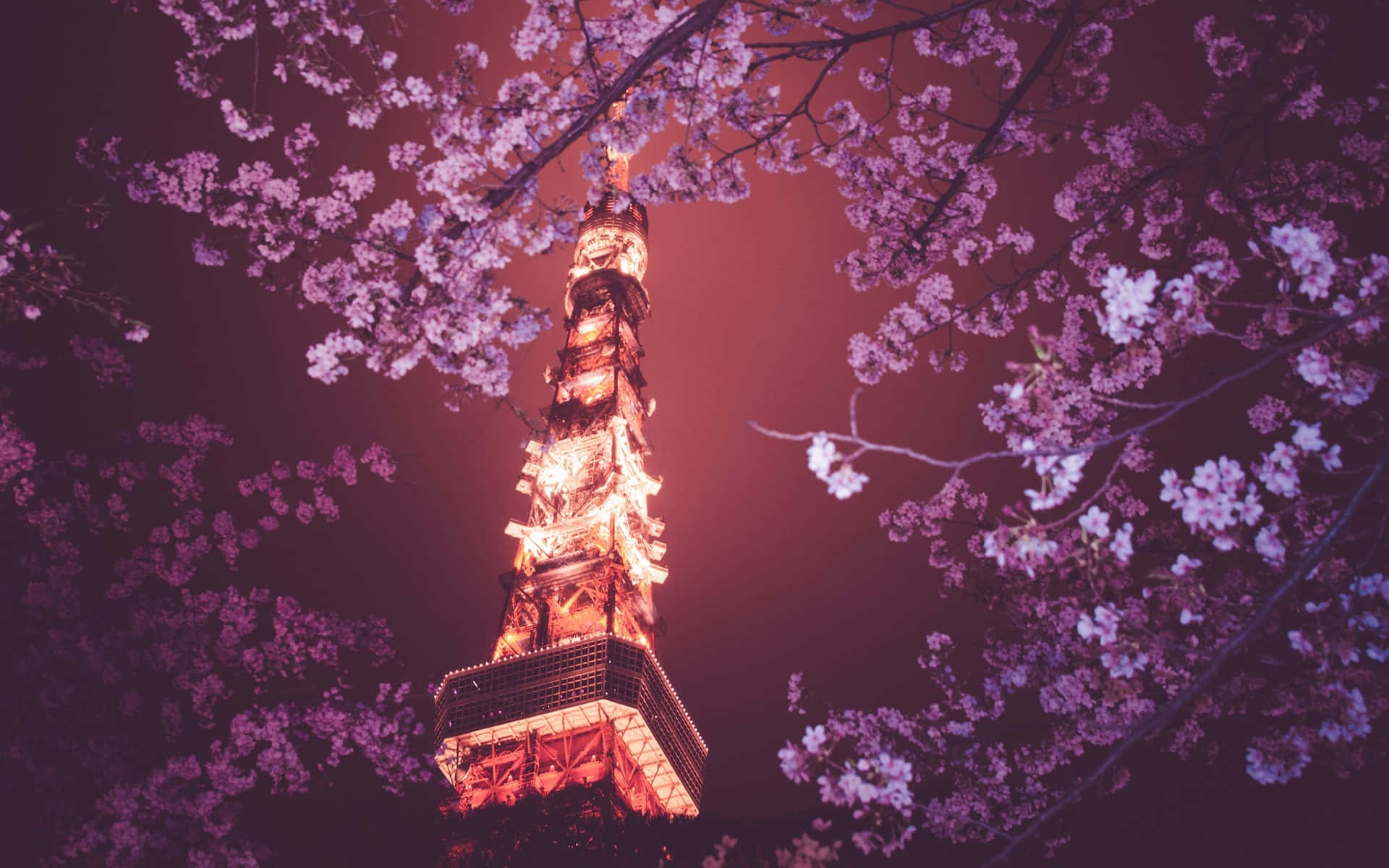 Tokyo-bakgrunn Tokyo Tower over Sakura-tre Bakgrunner