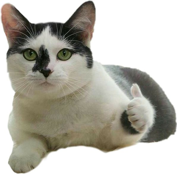 Tommel opp katt meme Bakgrunner