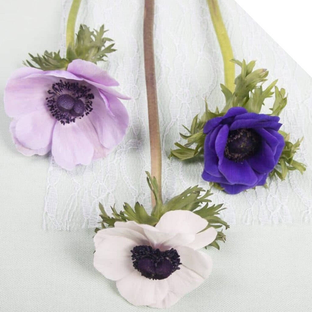 Tre Anemone-blomster Bakgrunner
