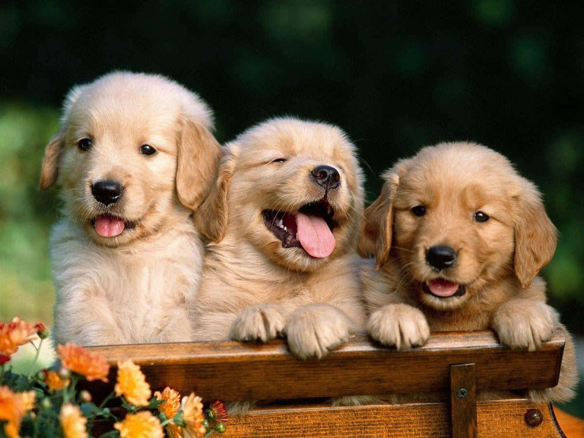 tre golden retrievere som sitter på en trebenk Bakgrunner