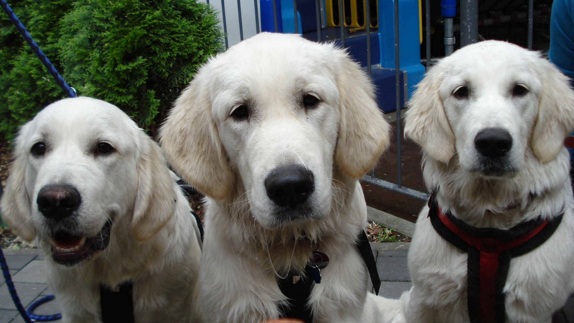 Tre voksne kremfargede labradorhunder foran et hus bakgrunnsbilde