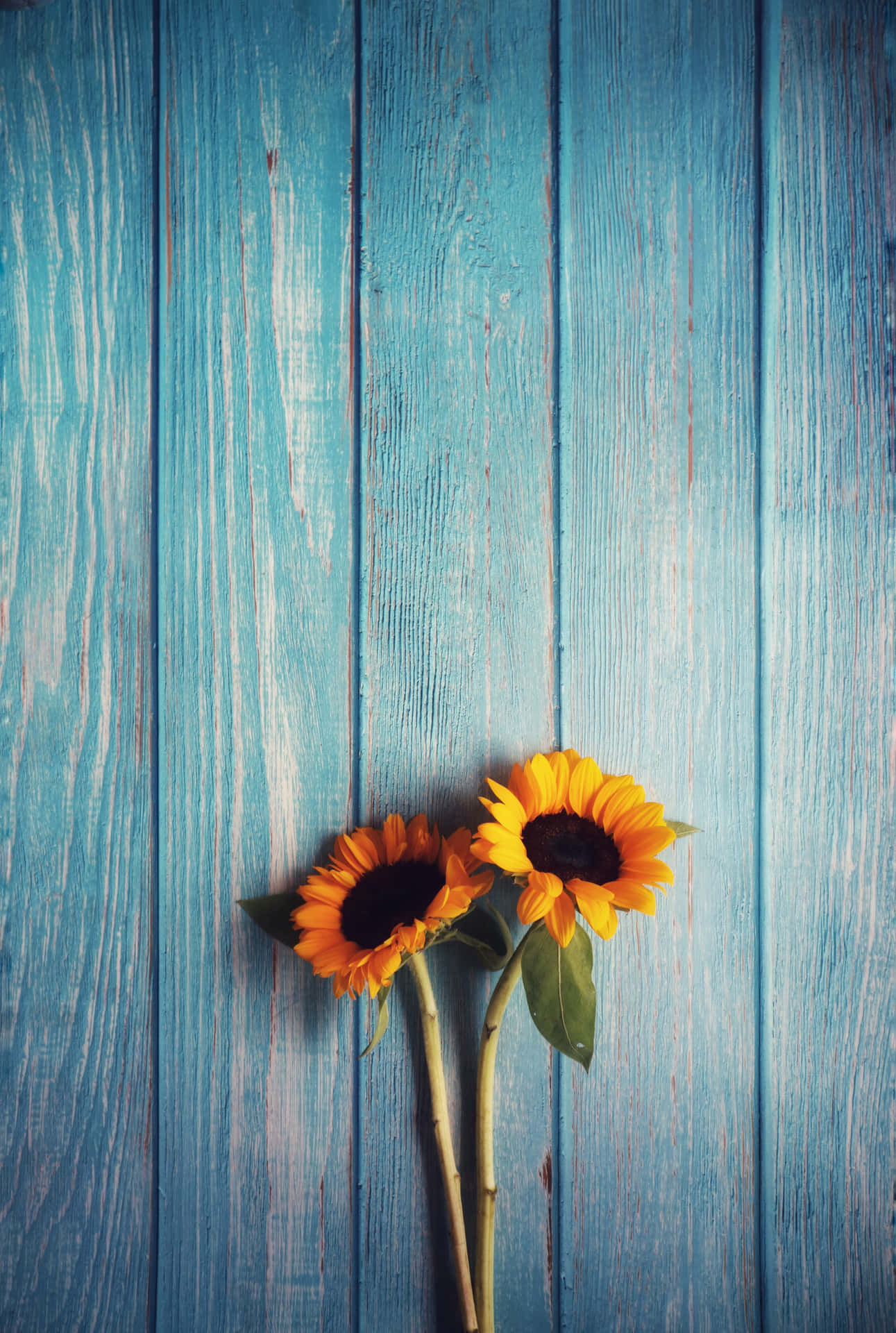 Solsikketelefon — Blomst GIF Bakgrunner