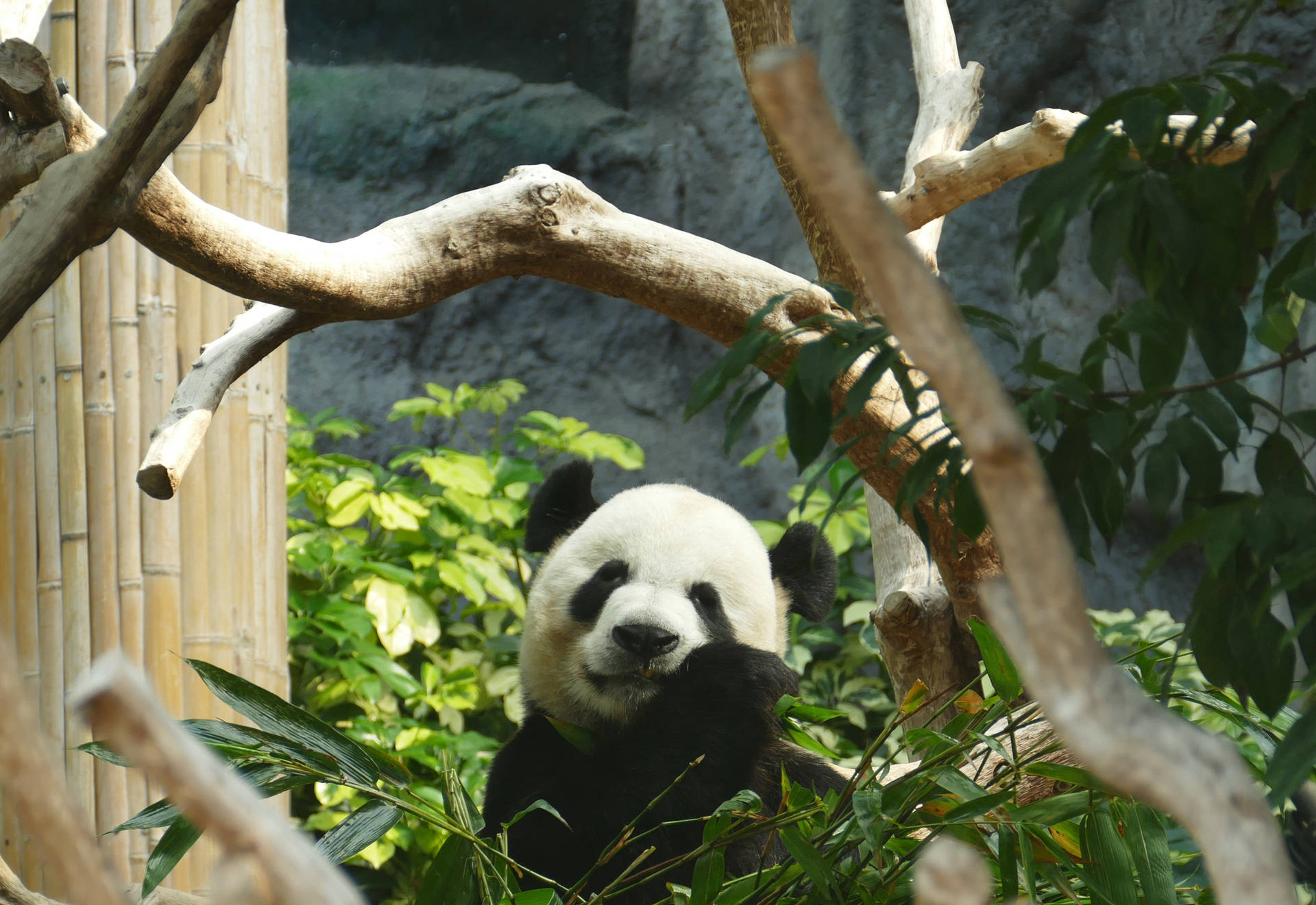 Tregren rundt panda som spiser bambusgress bakgrunnsbilde.