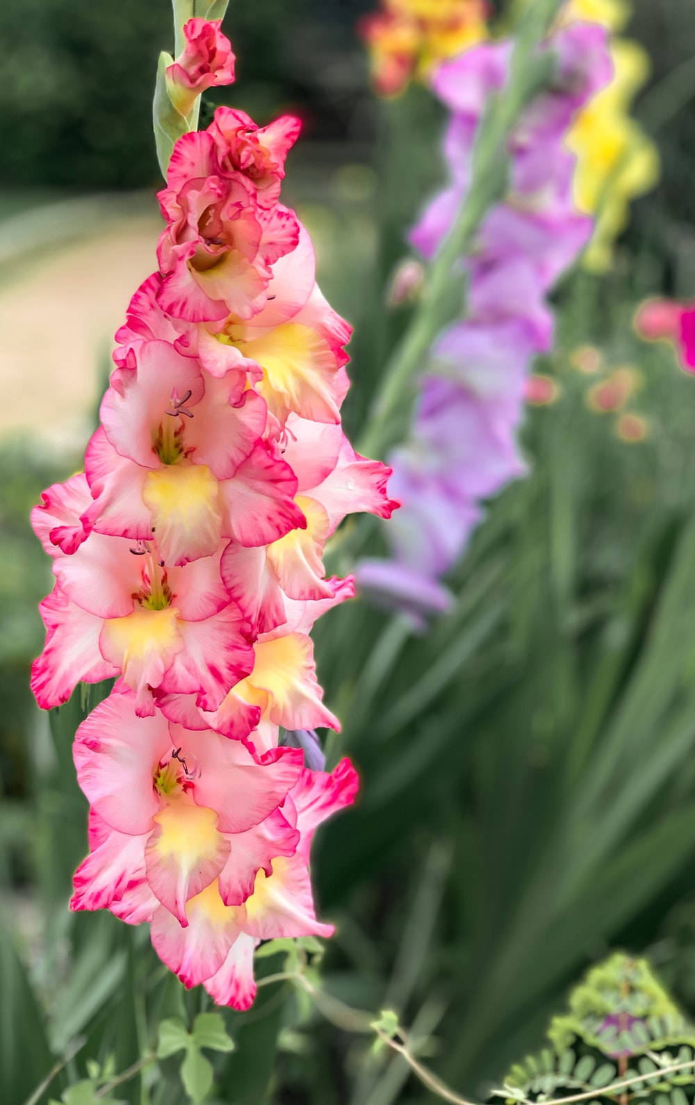 Trefarget Gladiolusblomst Bakgrunner
