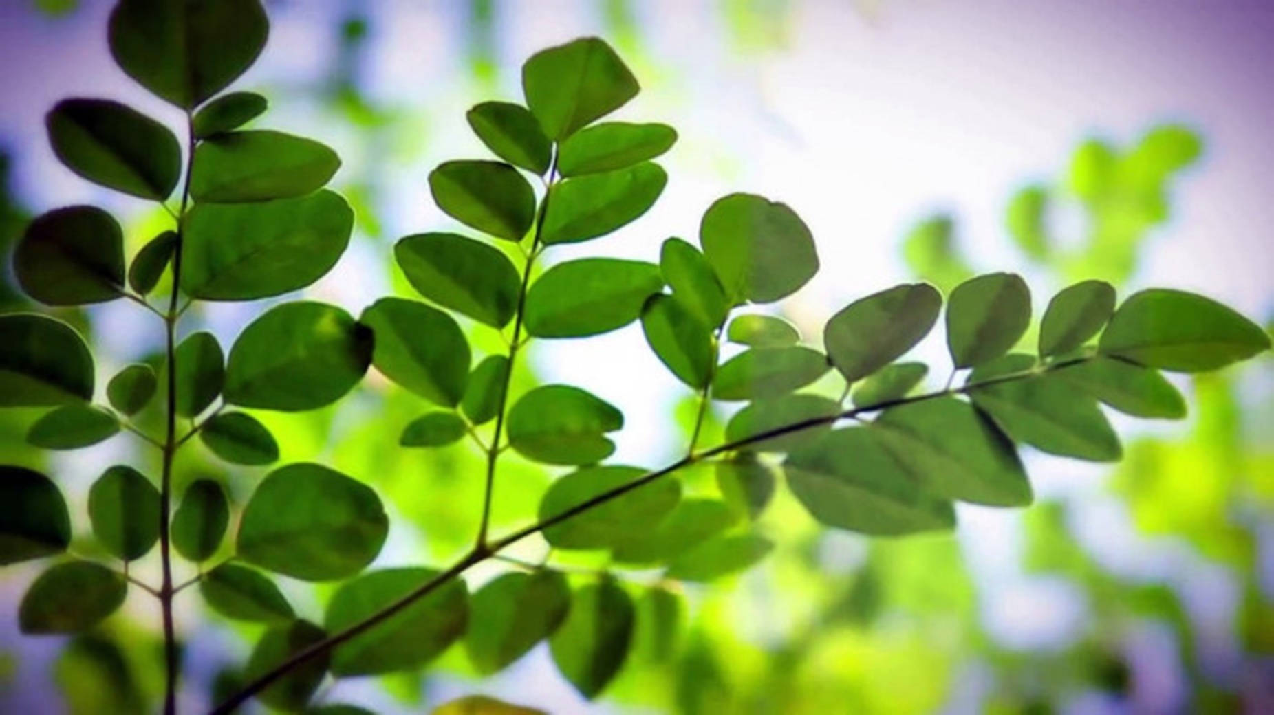 Trivende Moringa Oleifera – Naturens fineste medisinske vidunder Bakgrunner