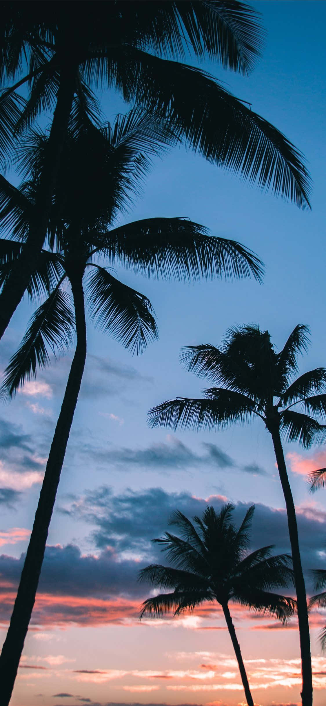 Tropisk paradis på skjermen: Palm Tree iPhone-bakgrunnsbilde Bakgrunner