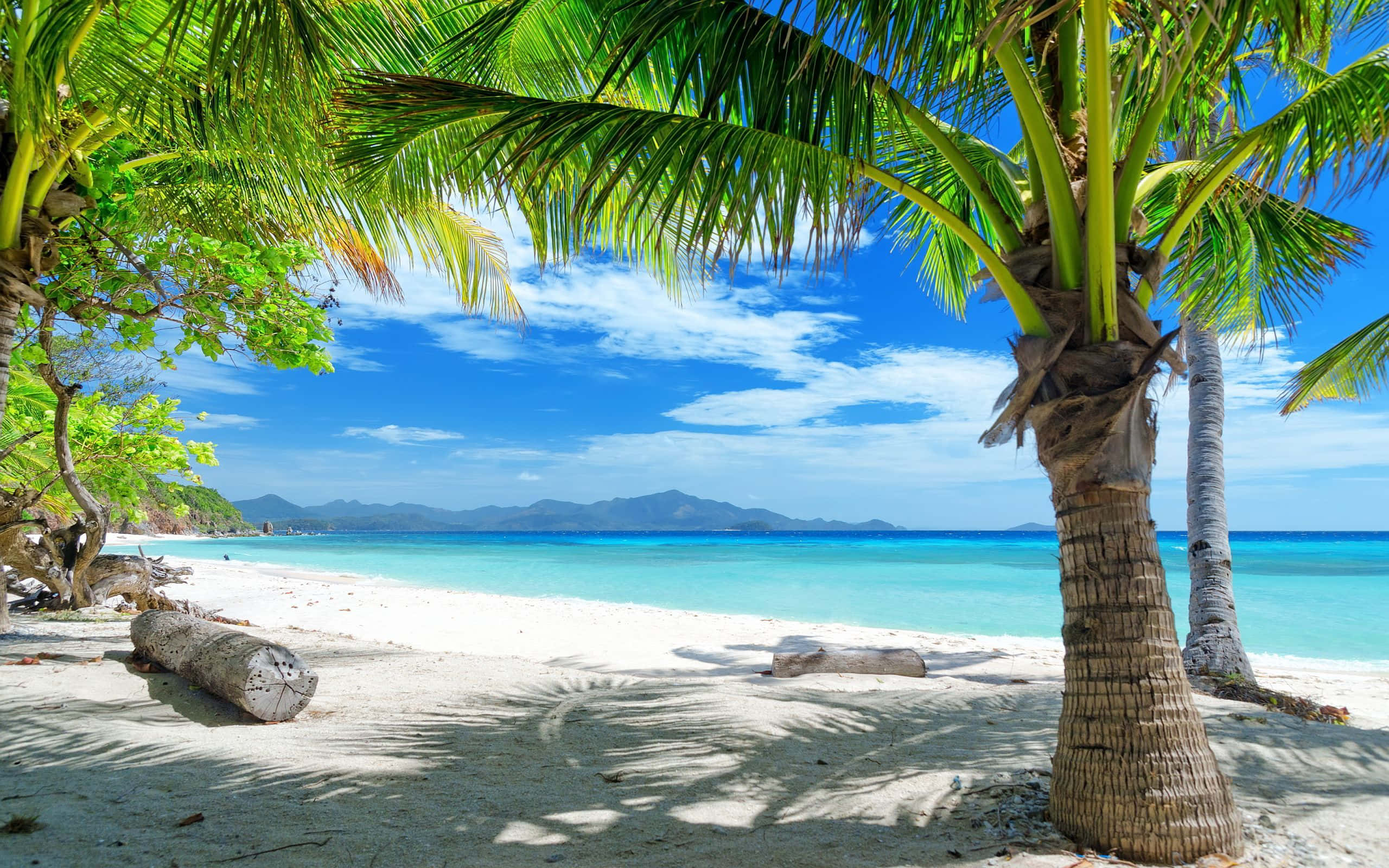 Tropisk sommer Palm Beach Bakgrunner