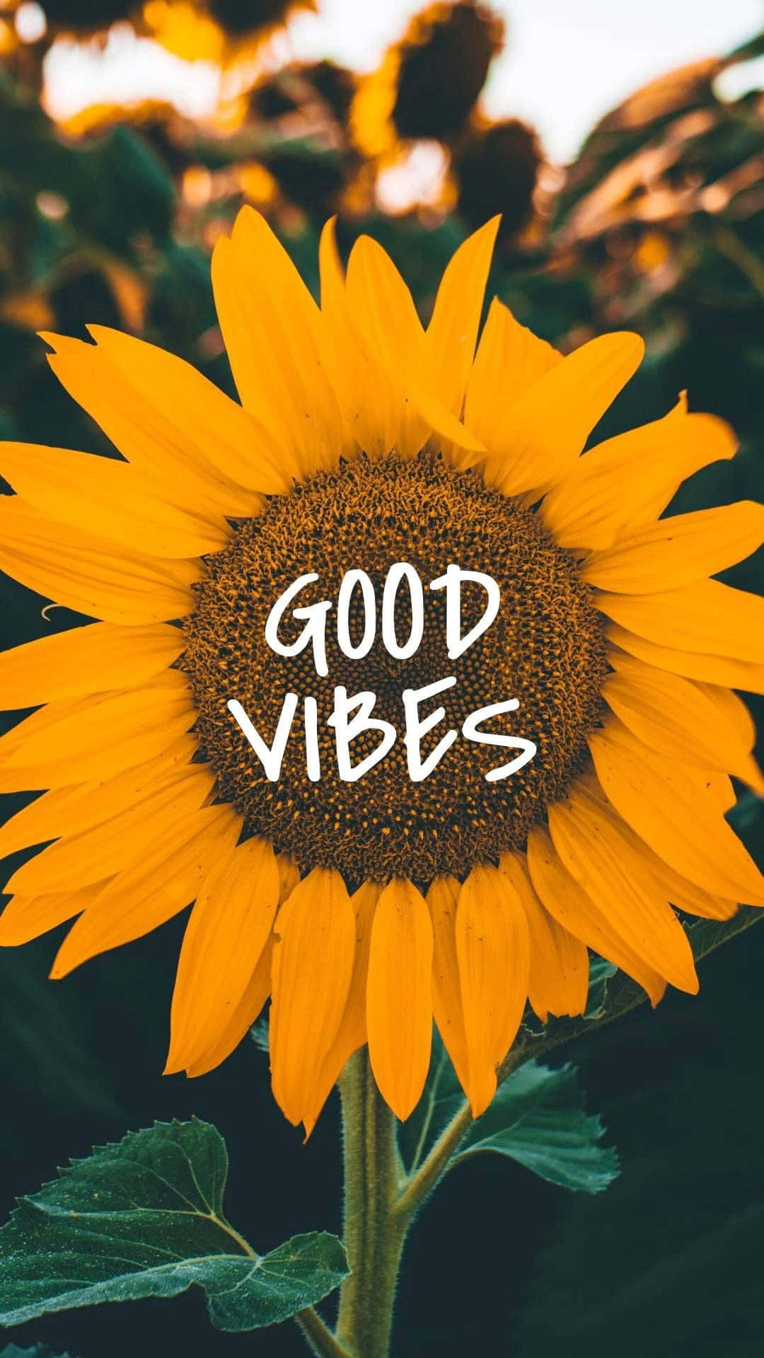 Tumblr Aesthetic Good Vibe Solsikke Bakgrunner