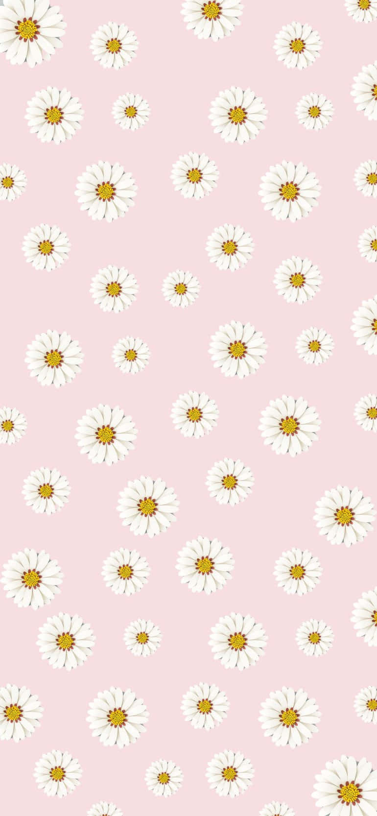 Tusenfryd Mønsterdesign Rosa Estetisk Bakgrunn Bakgrunner