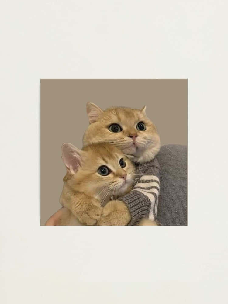 Twin Feline Harmony – Matchende katteprofilbilde Bakgrunner