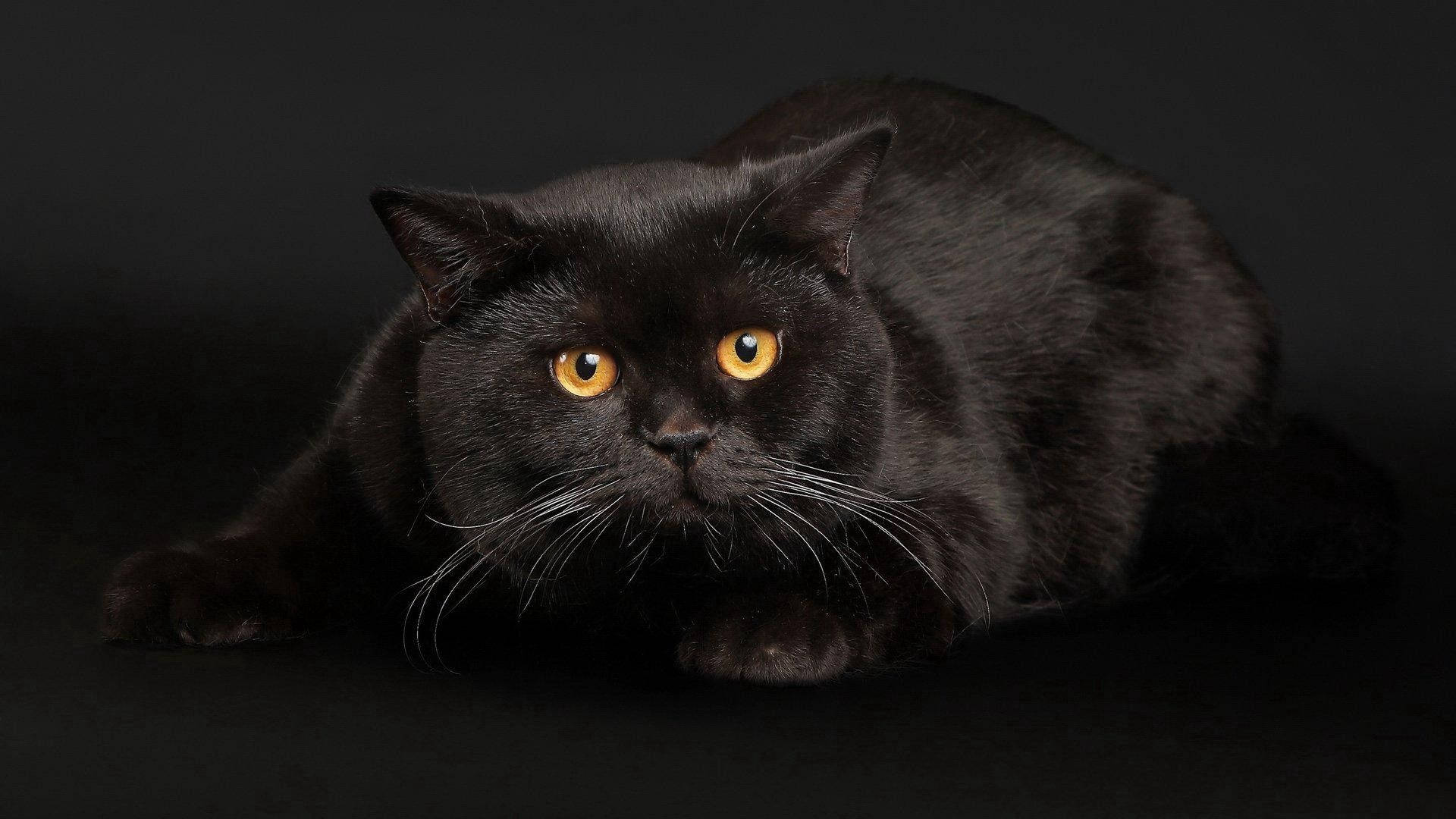 Tyk svart katt bakgrunnsbilde — Skrivebords-GIF Bakgrunner