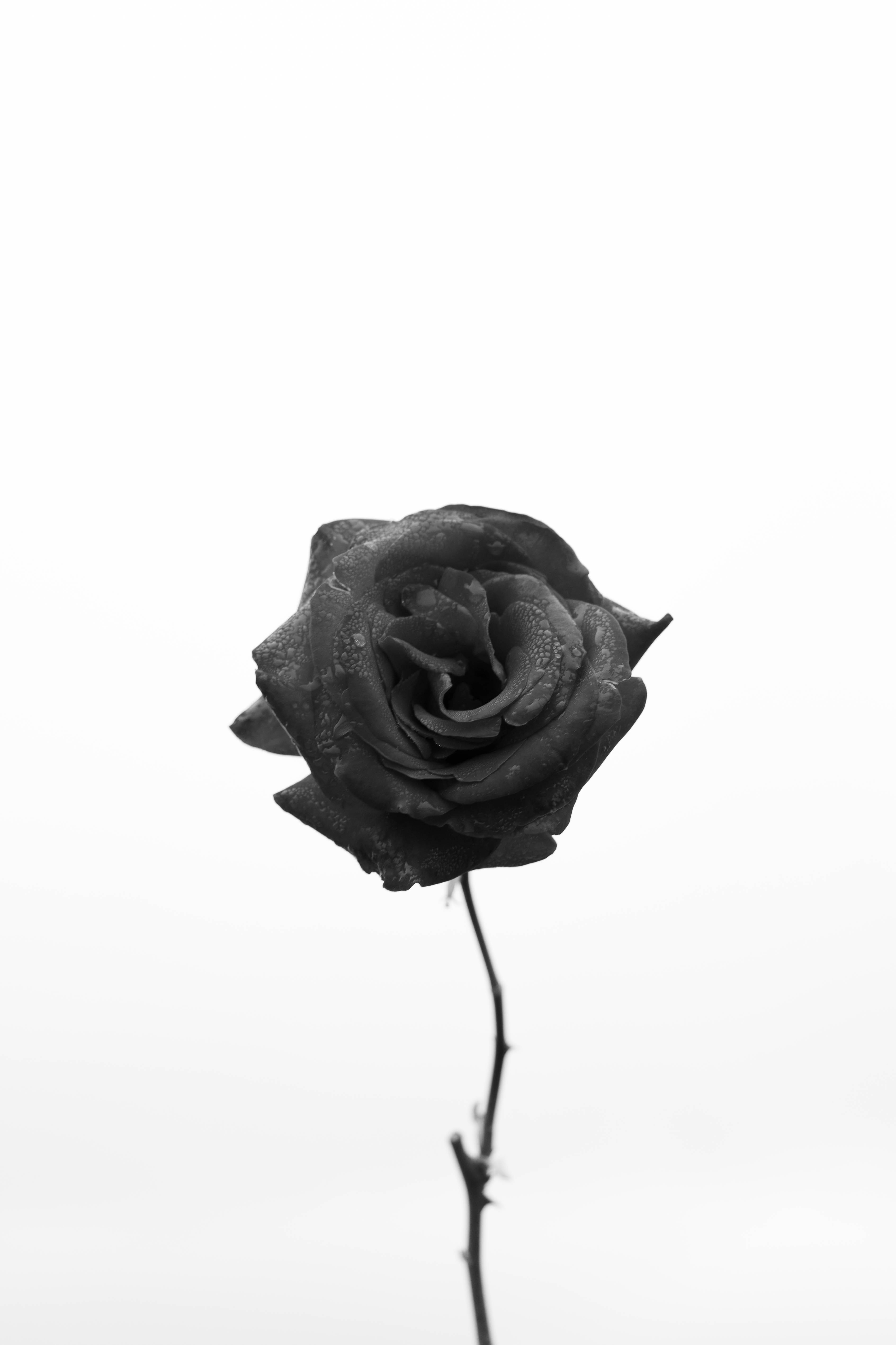 Tyrkia-endemisk svart rose iPhone Bakgrunner