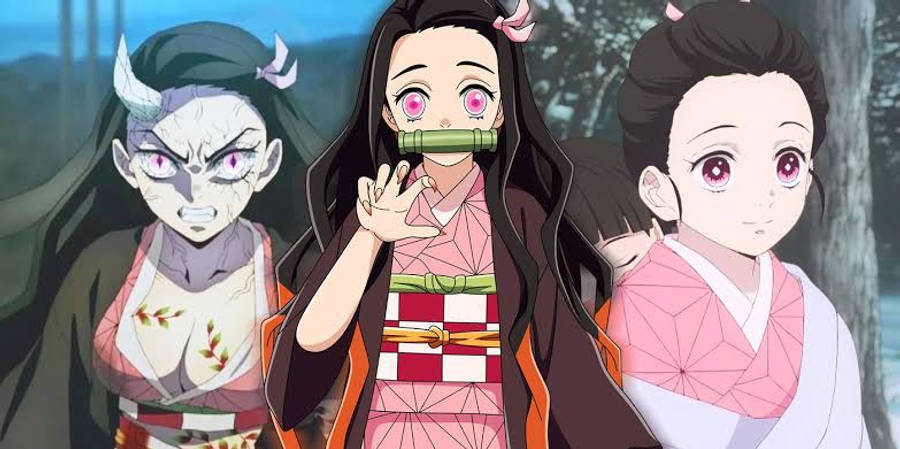Ulike livsfaser av Nezuko fra Demon Slayer Bakgrunner
