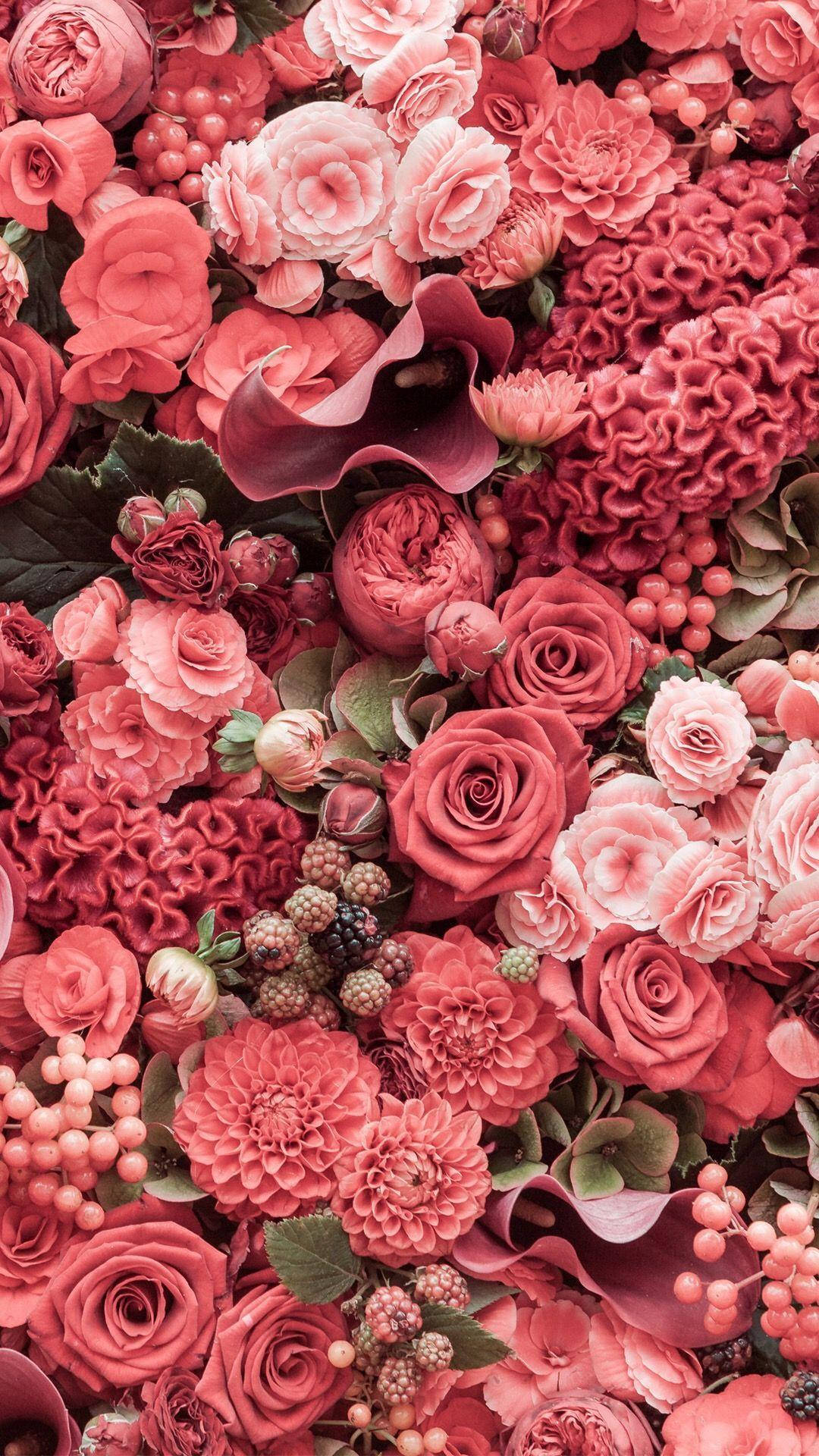 Ulike rosa rose iPhone-bakgrunn Bakgrunner