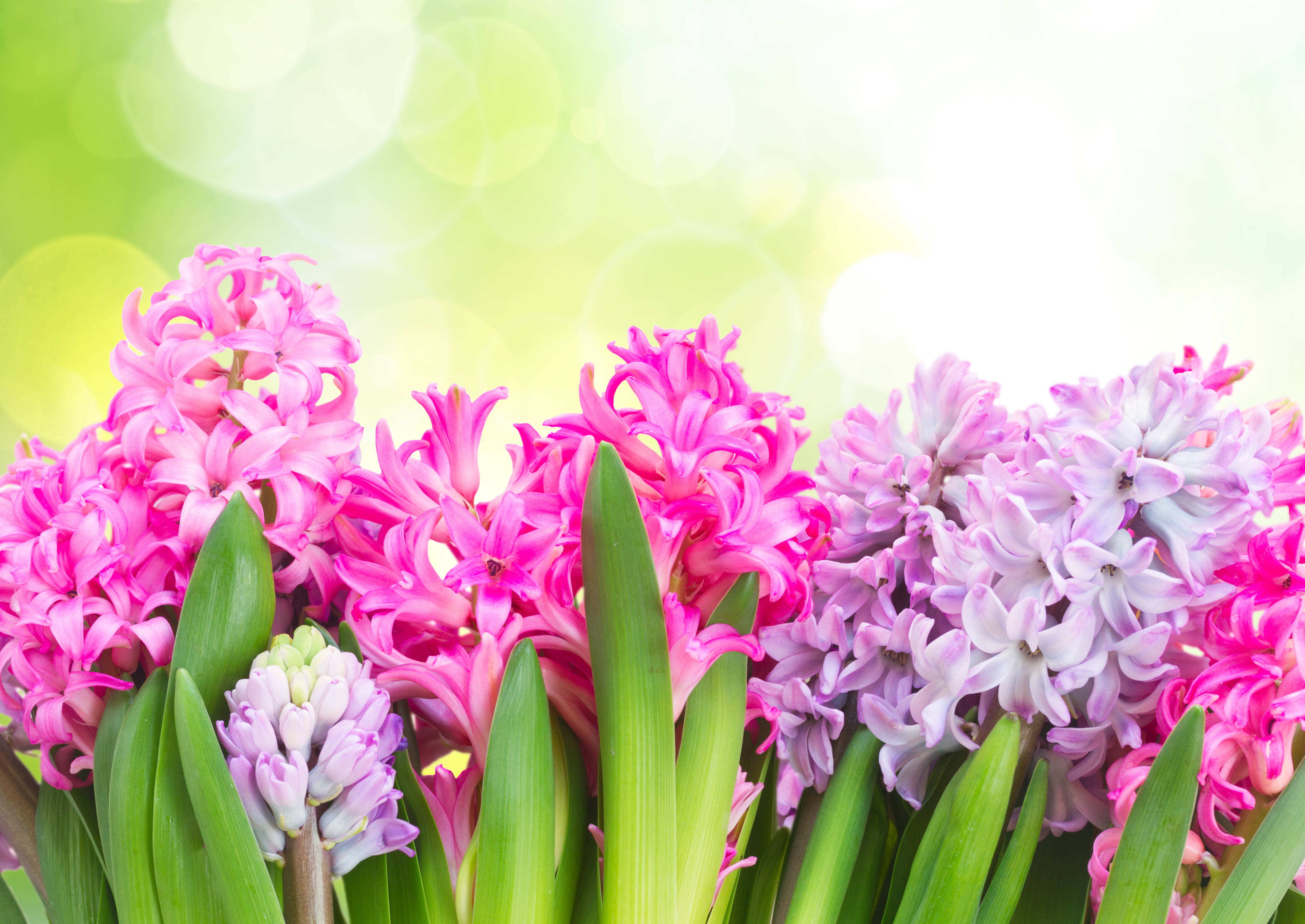 Ulike typer hyasintblomster Bakgrunner
