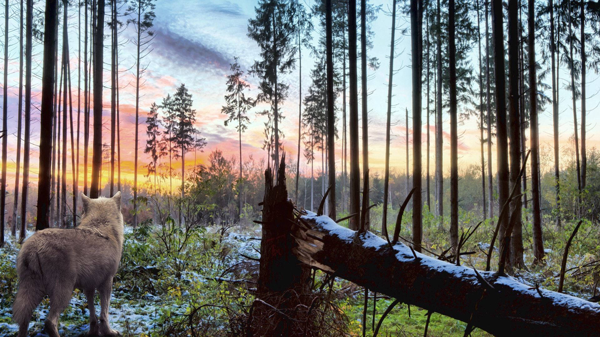 Grå ulv som står i en skog med fallen tregren og høye trær, ensomhet under solnedgang