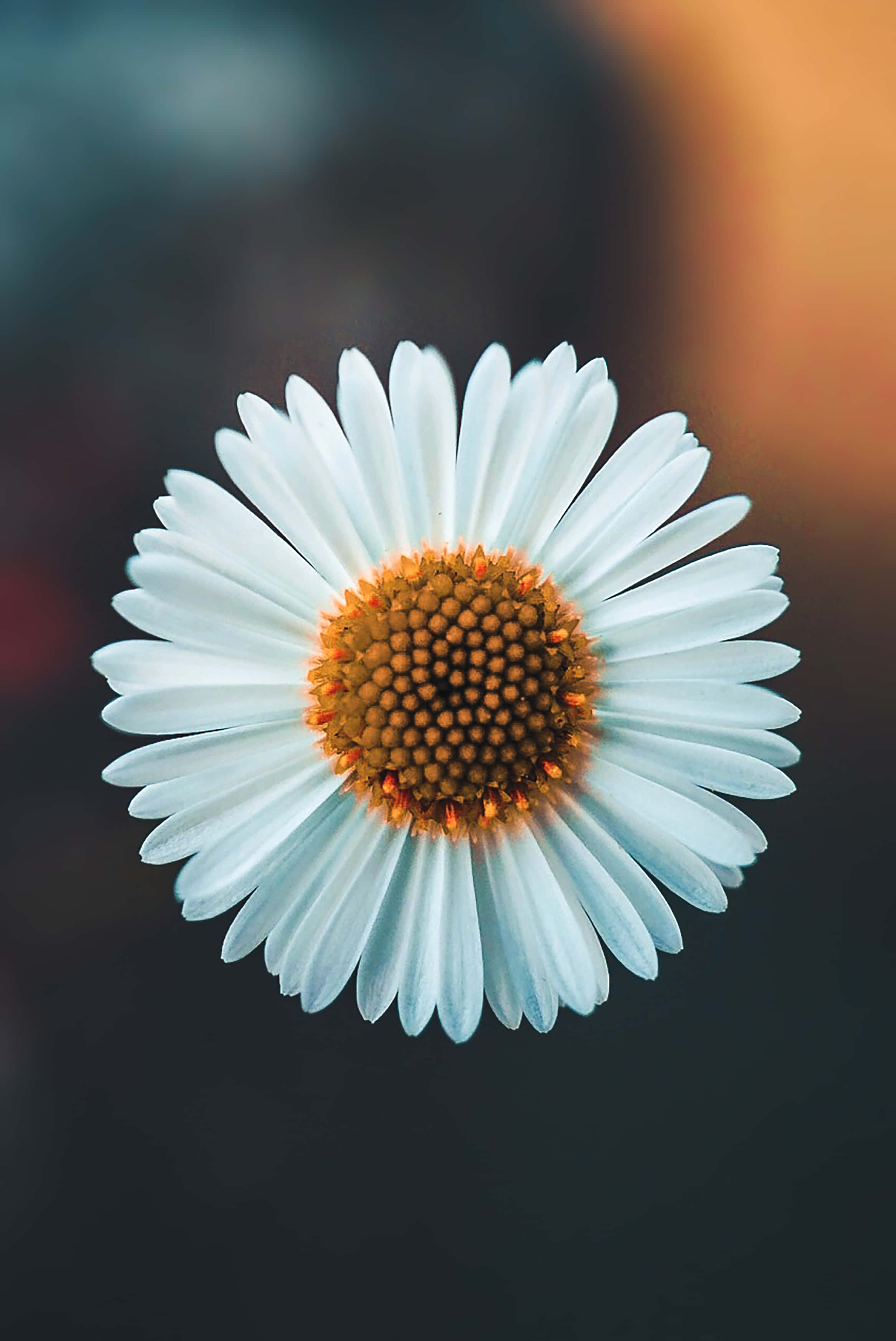 Ungdommens blomstring – et nærbilde av en enkelt tusenfryd mot en eterisk himmellignende bakgrunn Bakgrunner