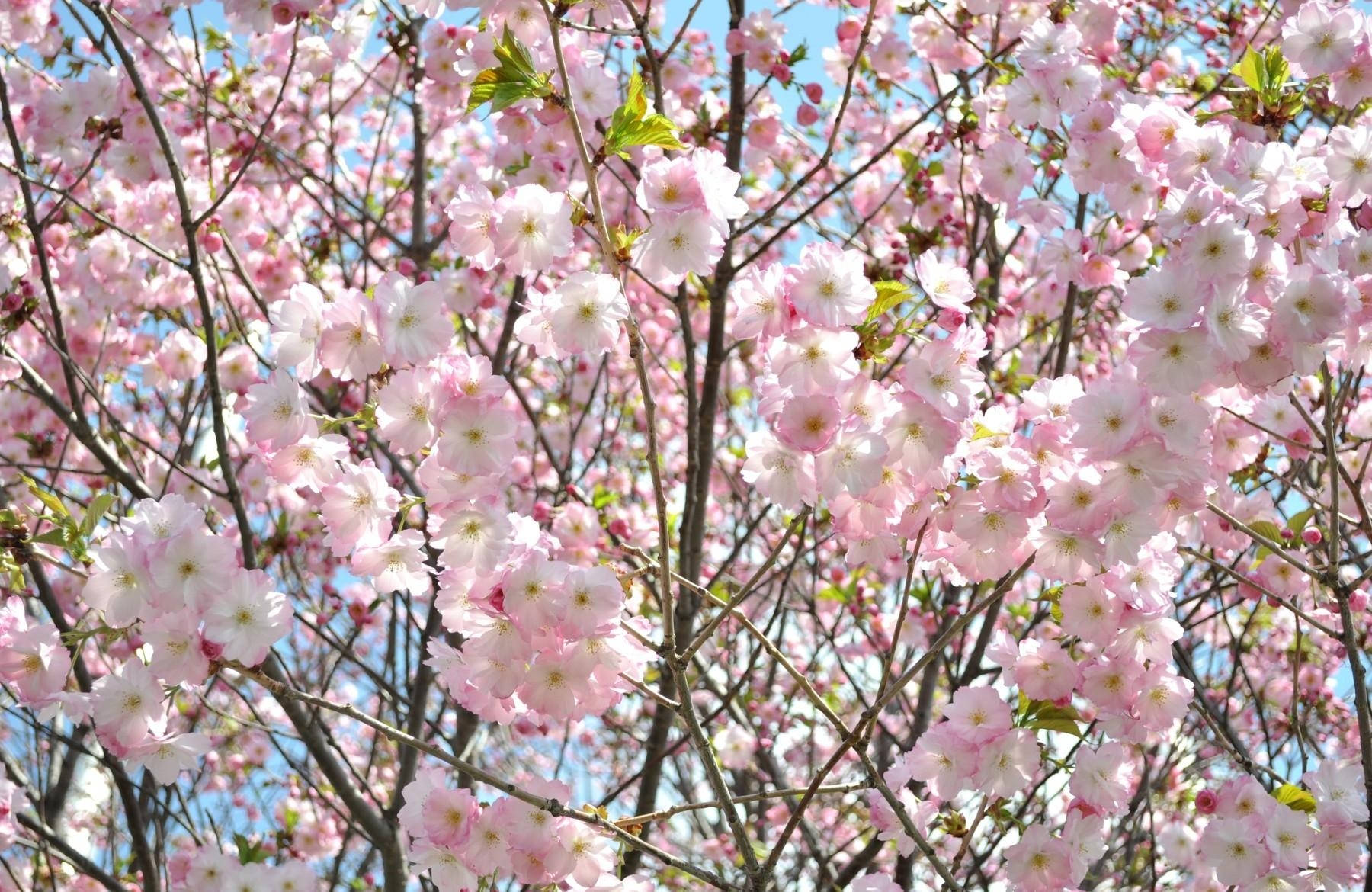 Unge kirsebærblomster bakgrunnsbilde