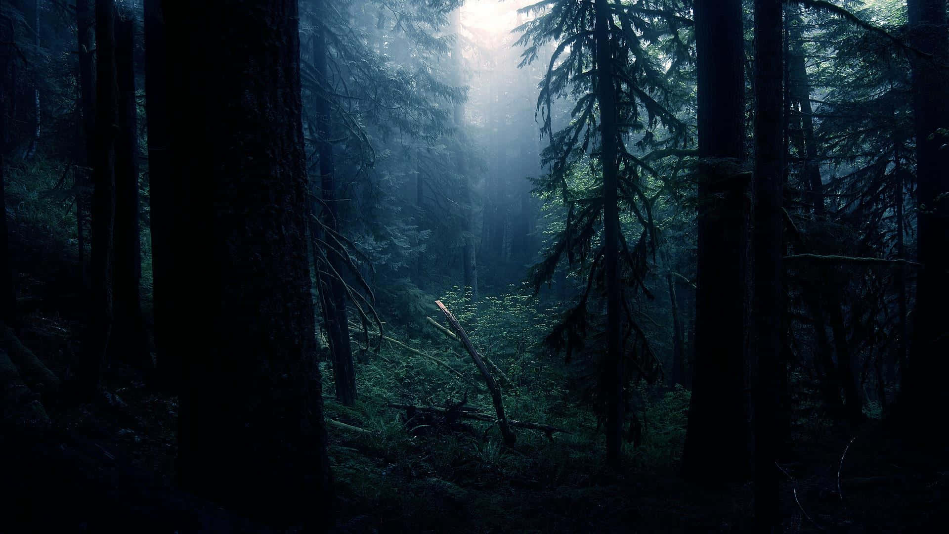 Utforsk den mørke skogen Bakgrunner