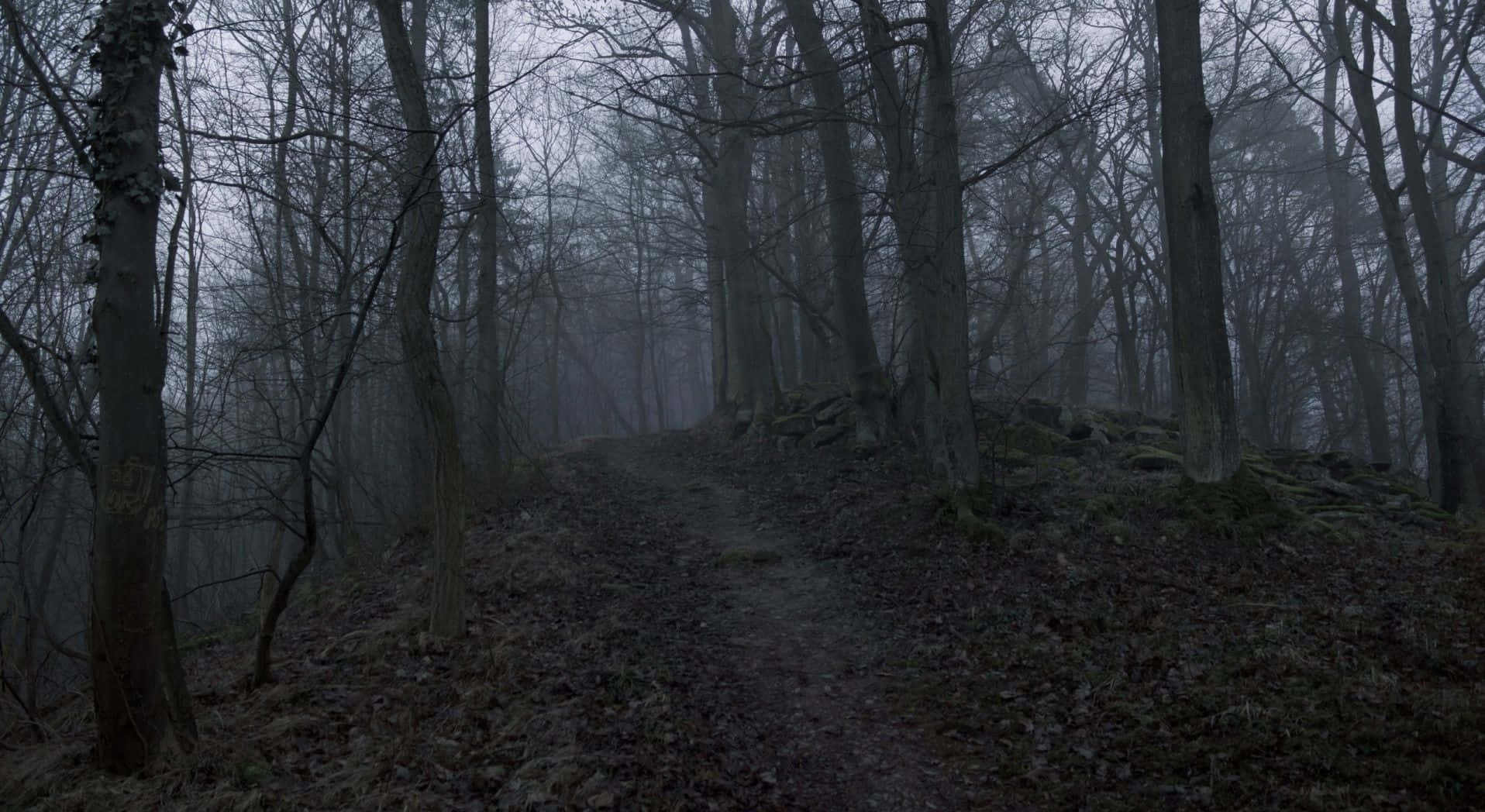 Utforsk den mystiske mørke skogen Bakgrunner