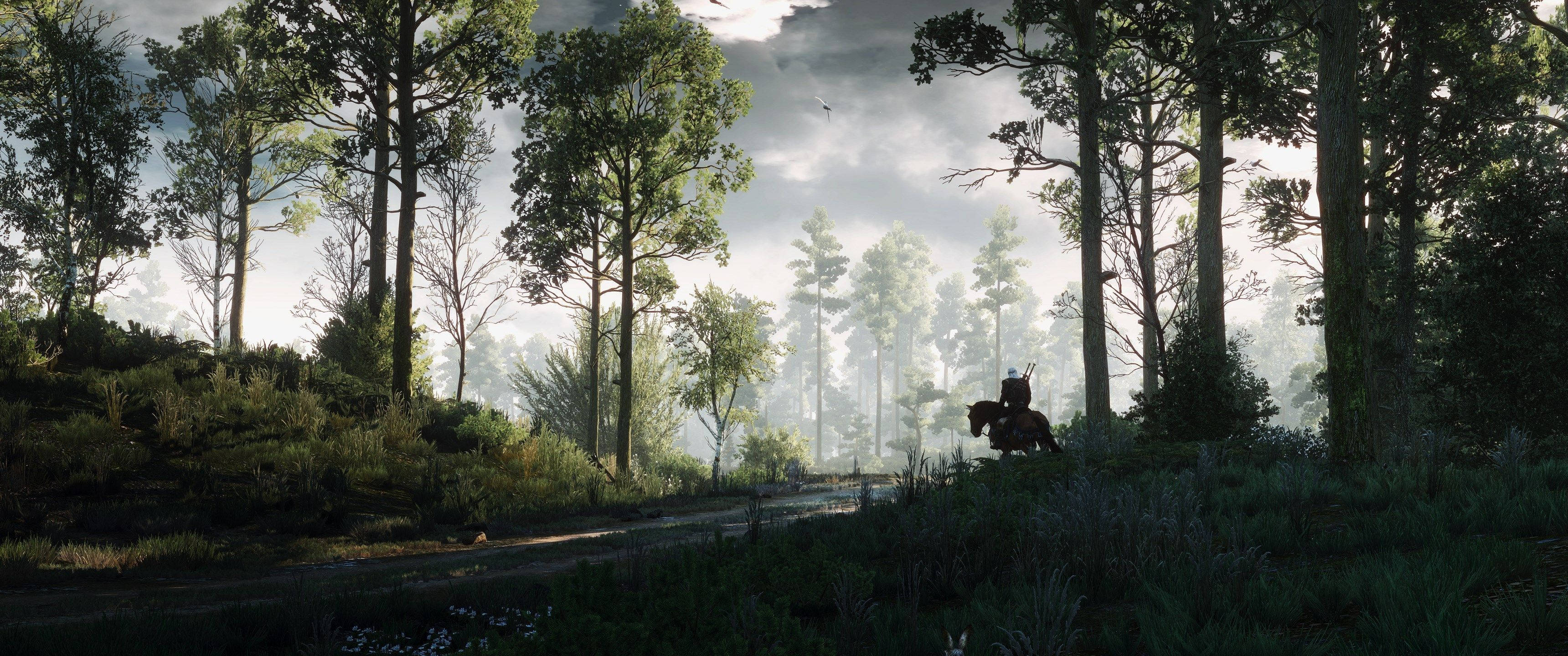 Utforsk den mystiske skogen fra videospillet The Witcher Bakgrunner