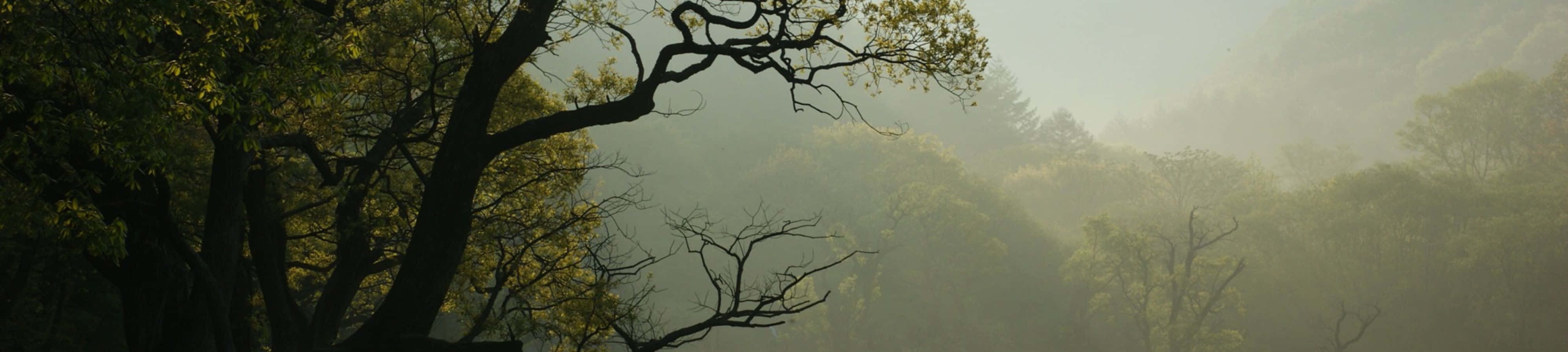 "Utforsk naturens skjønnhet i 4K" Bakgrunner