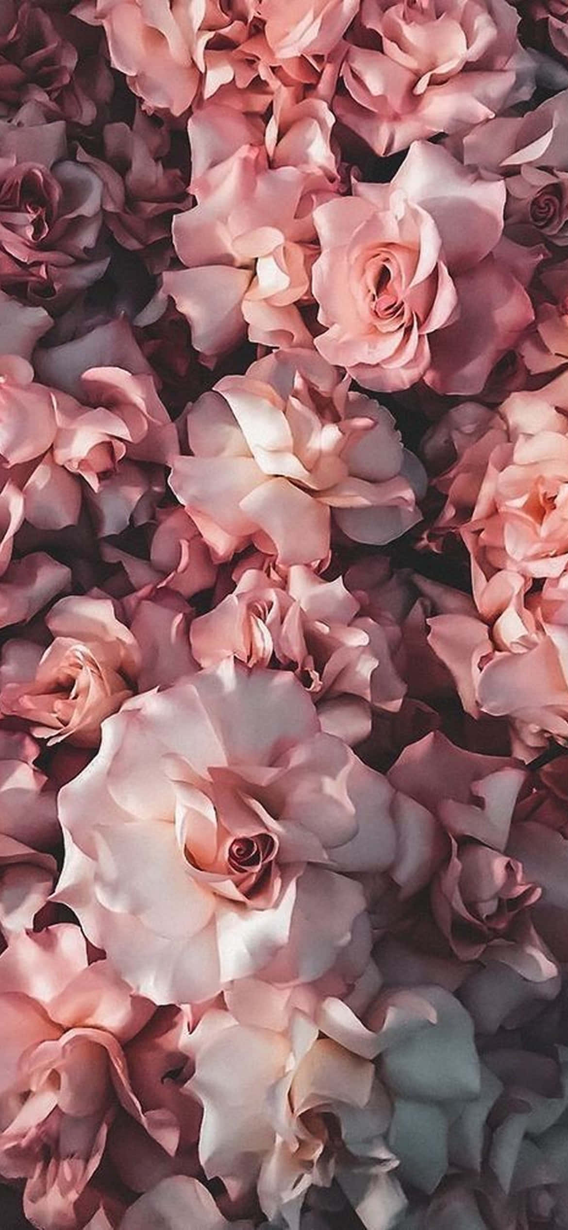 Utsøkt Blomstring - Levende iPhone-blomsterdesign Bakgrunner
