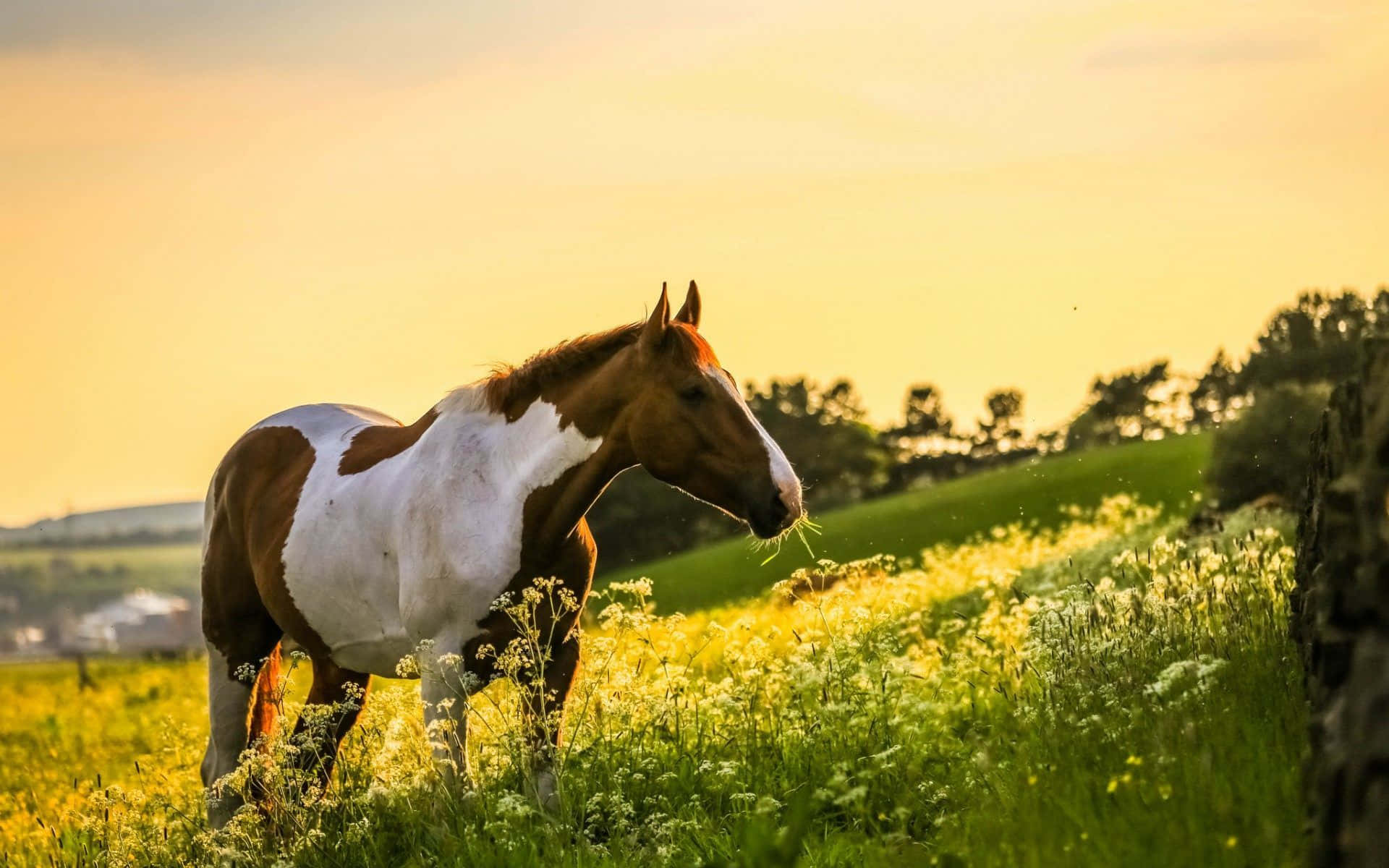 Vakker hest i en eng med villblomster Bakgrunner