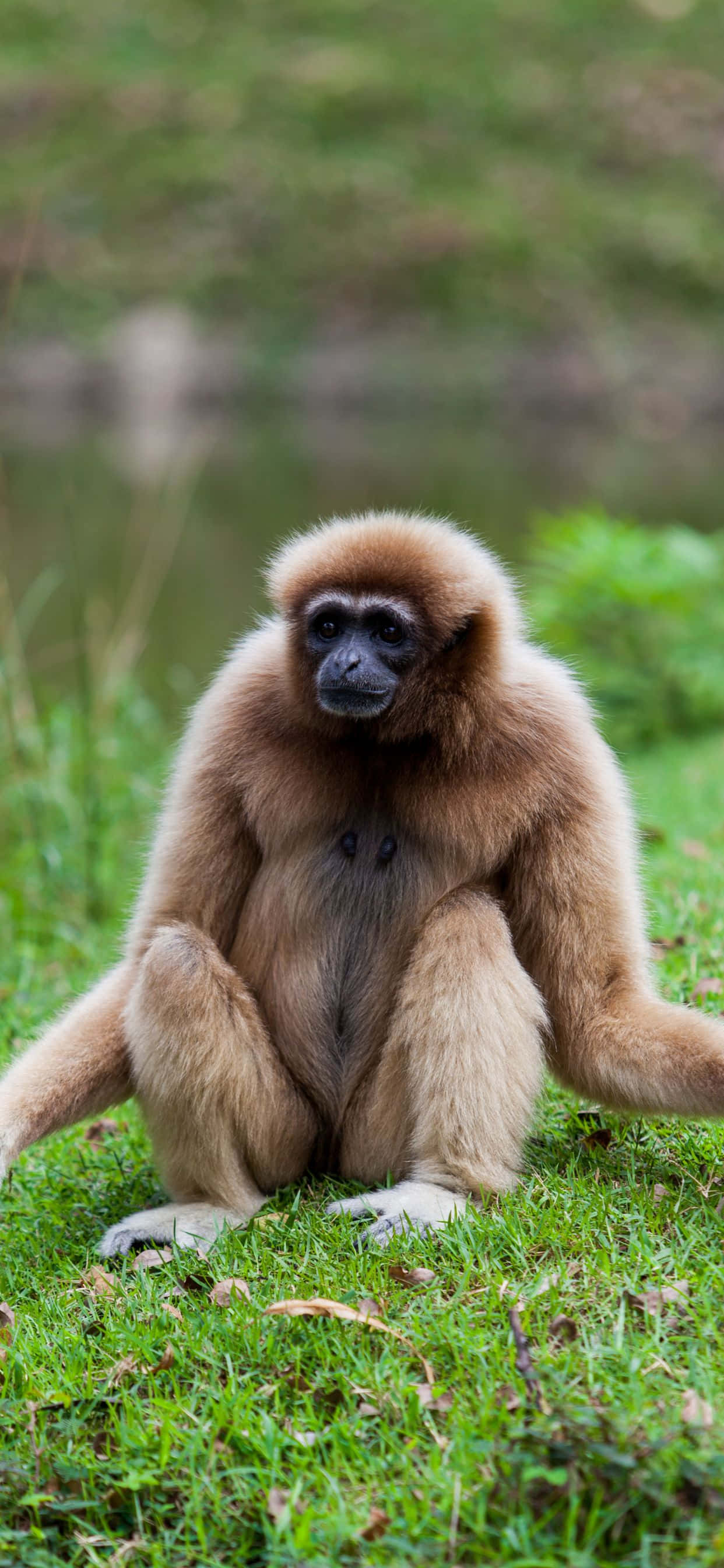 Vakker iPhone XS Max Gibbon i sitt naturlige habitat Bakgrunner