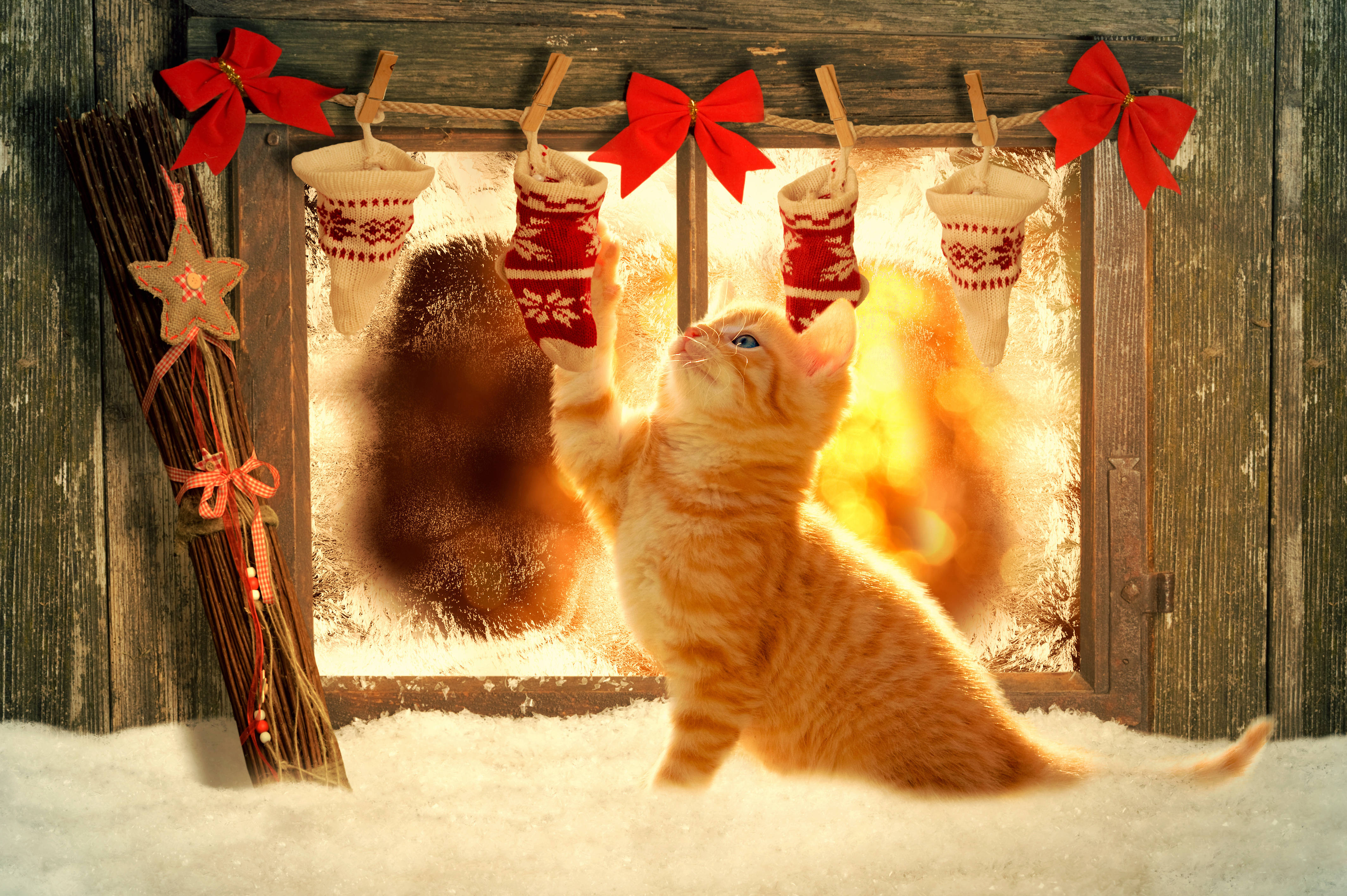 Vakker julekatt med julestrømpe Bakgrunner