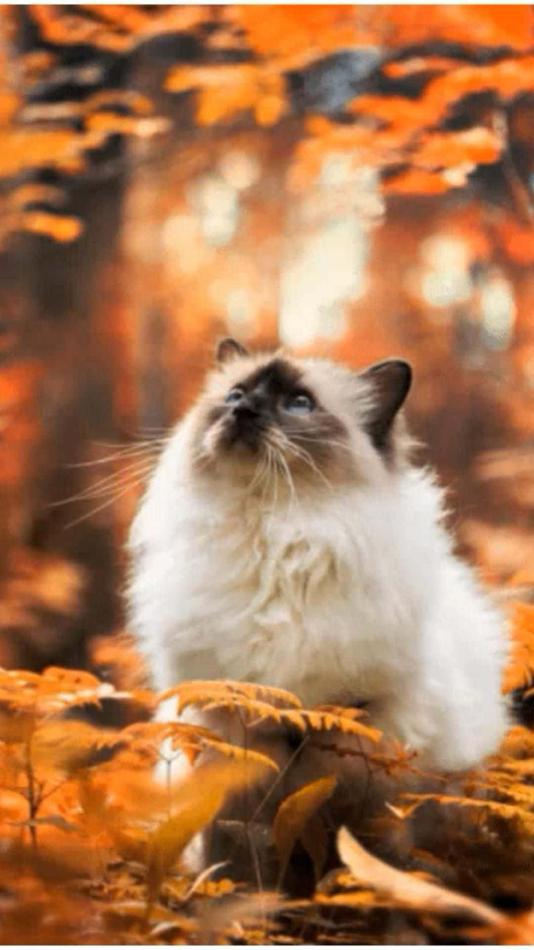 Vakker katt i skogen bilde Bakgrunner