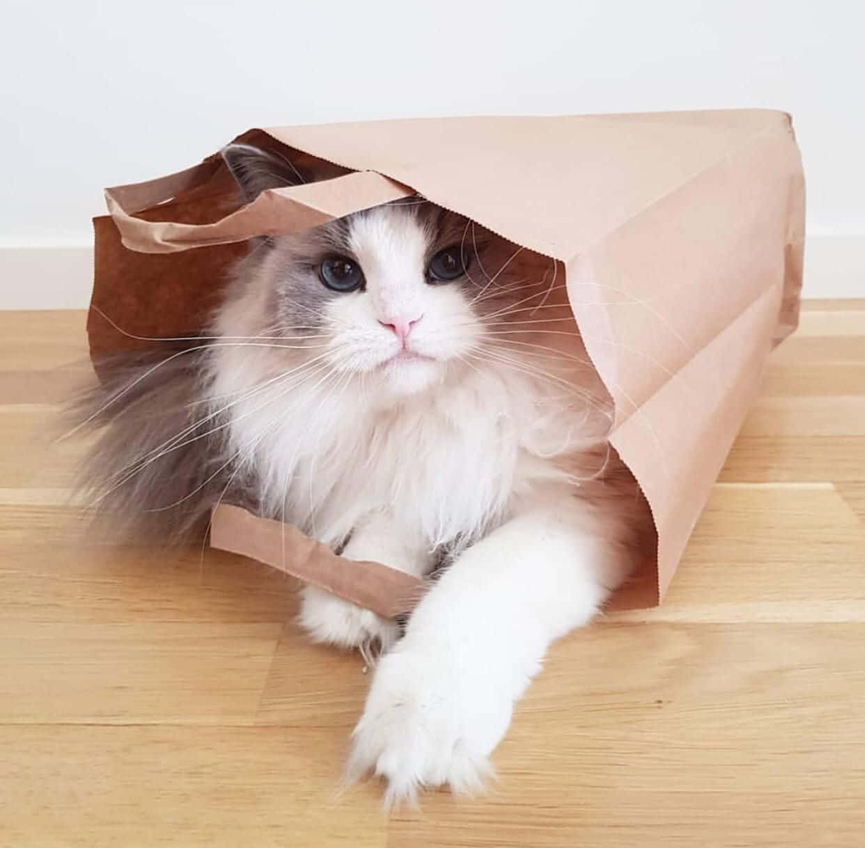 Vakker katt inni en papirpose bilde Bakgrunner