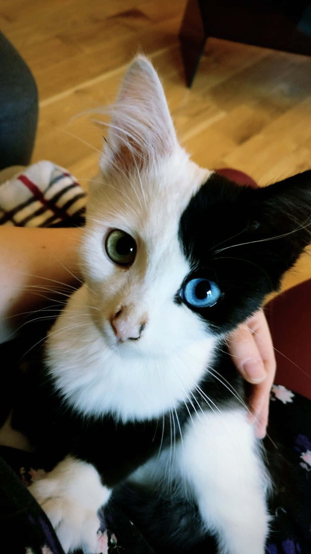 Vakker katt med grønne og blå øyne bilde Bakgrunner