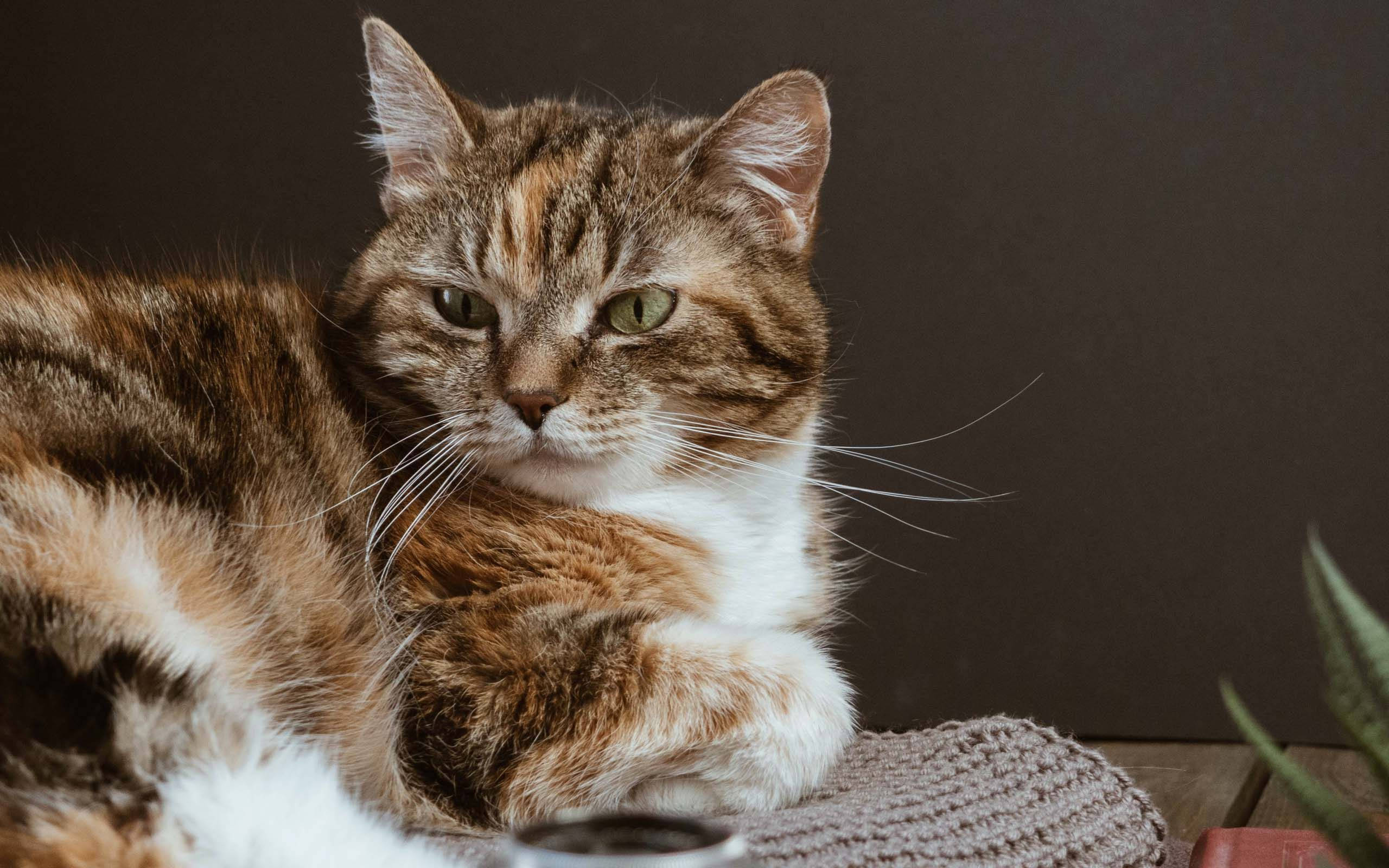 Vakker katt på grå teppe Bakgrunner